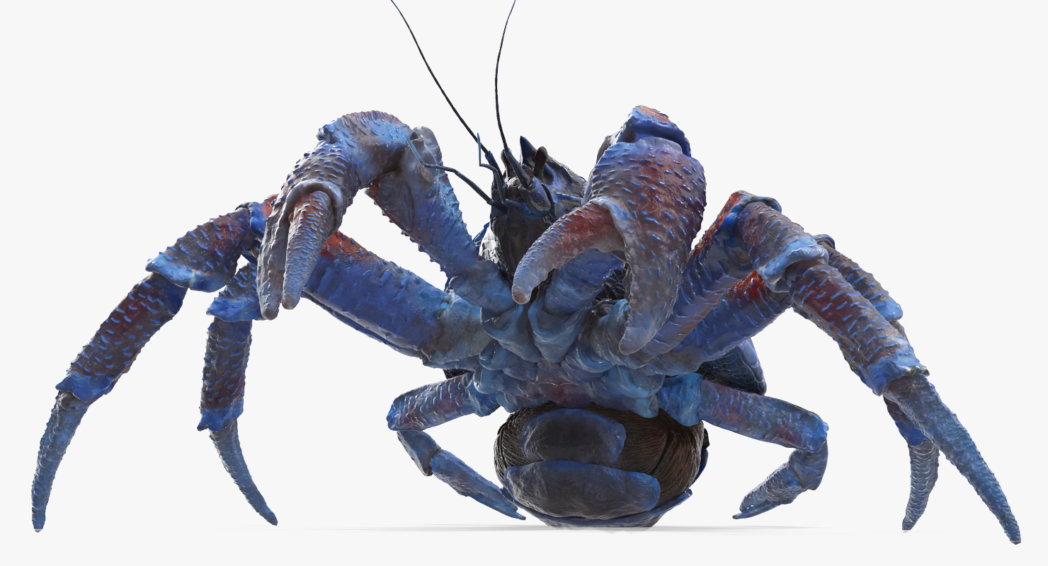 Coconut Crab Rigged 3D model