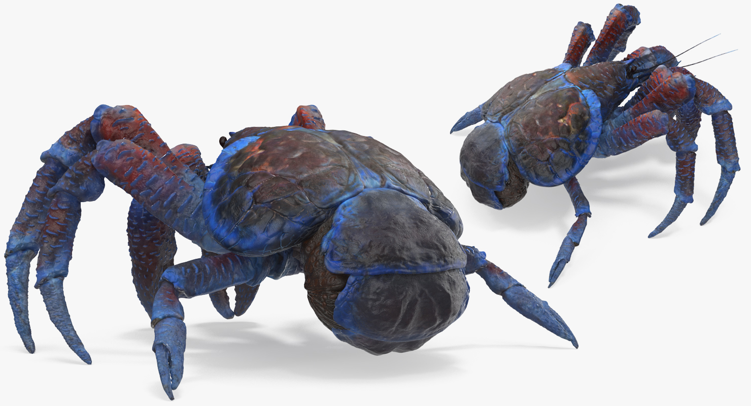 Coconut Crab Rigged 3D model