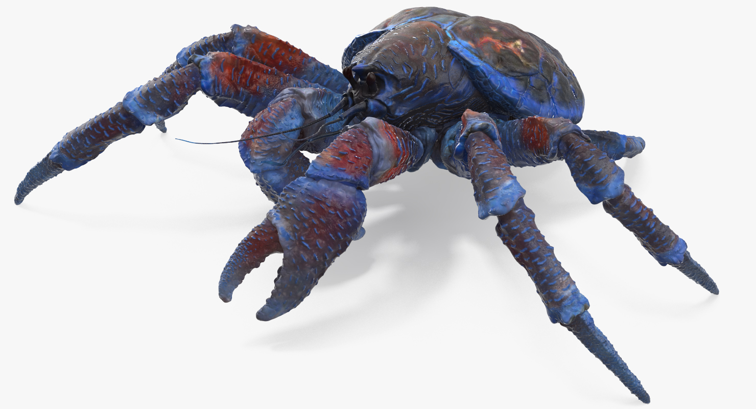 Coconut Crab Rigged 3D model