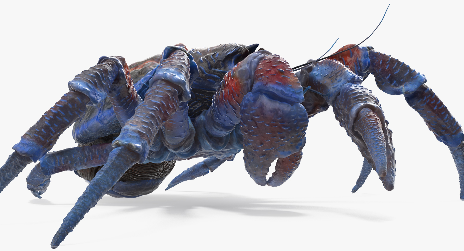 Coconut Crab Rigged 3D model