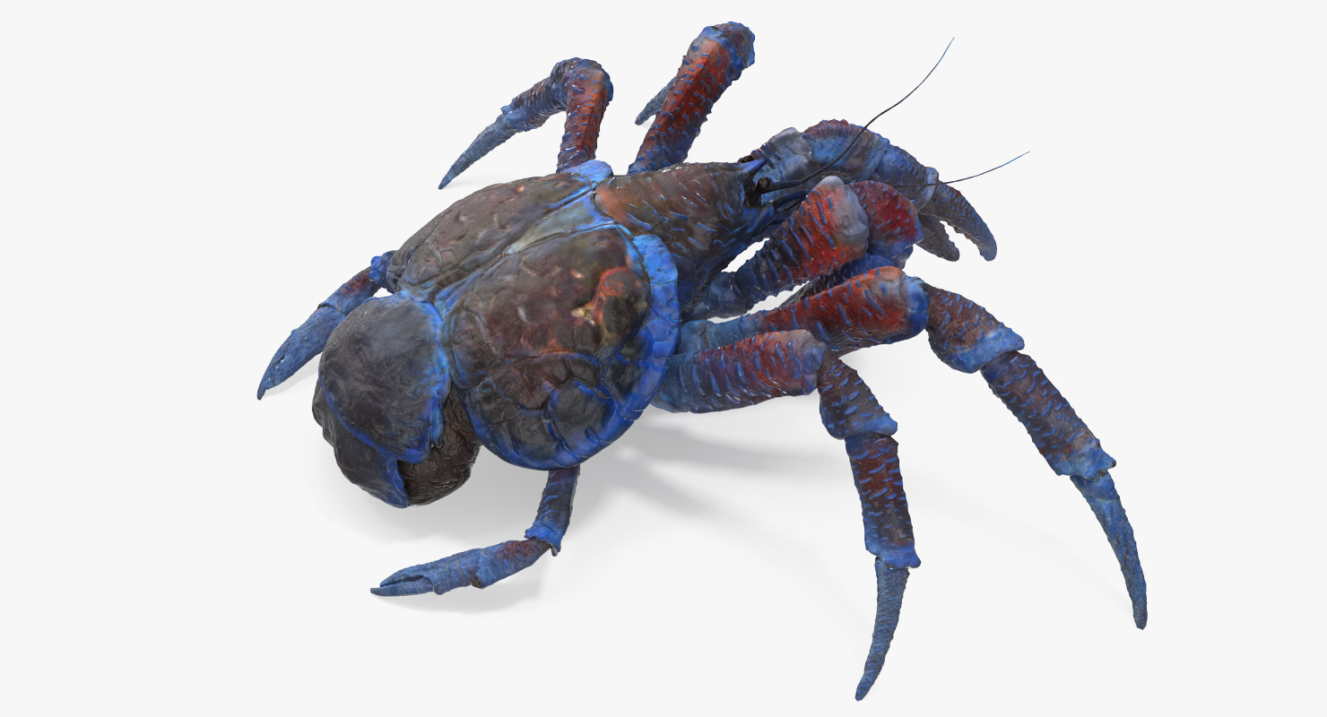 Coconut Crab Rigged 3D model