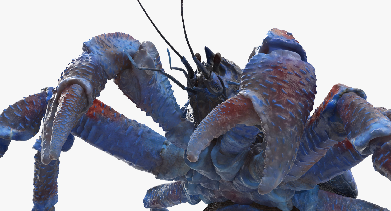 Coconut Crab Rigged 3D model