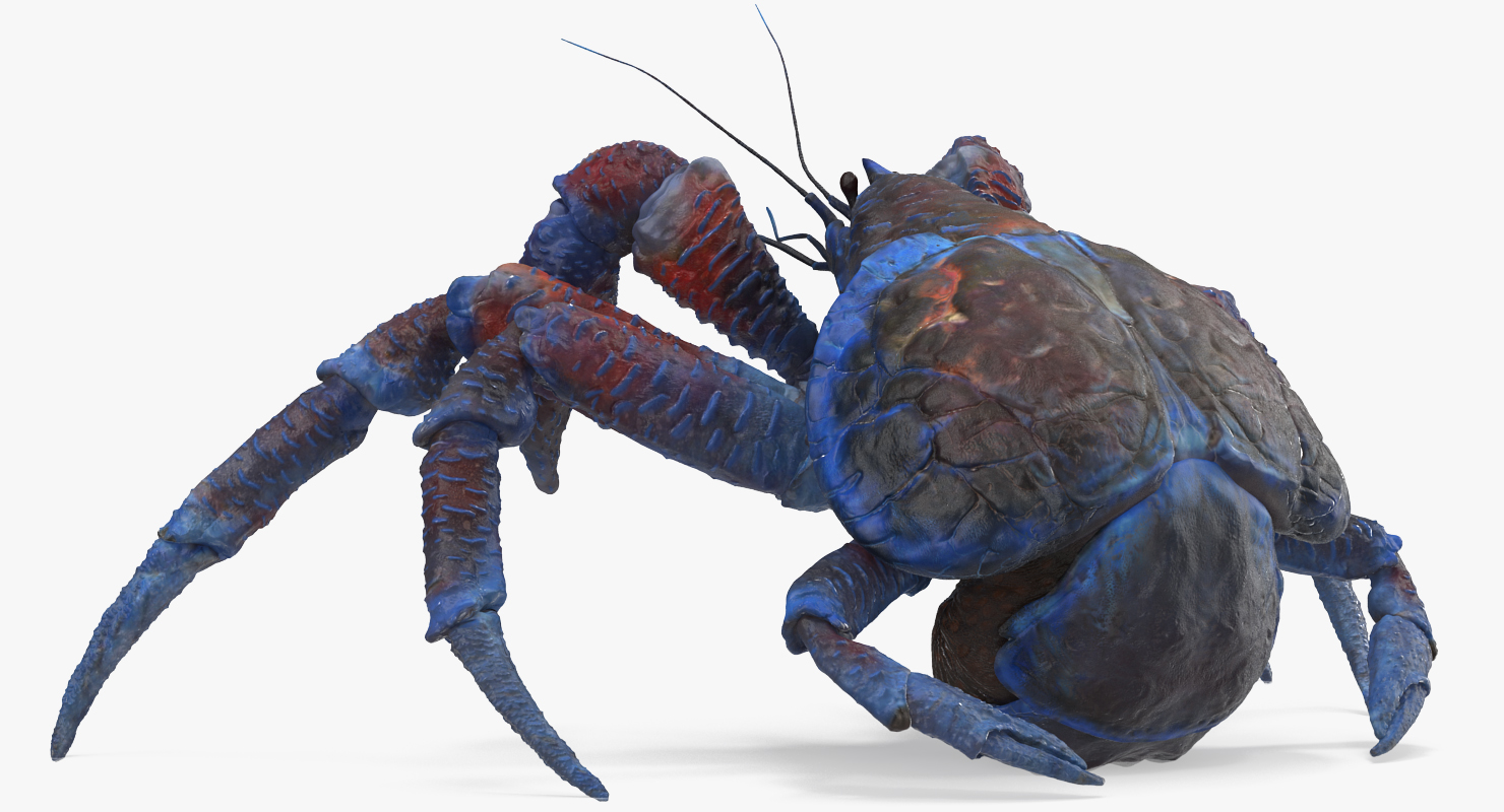 Coconut Crab Rigged 3D model