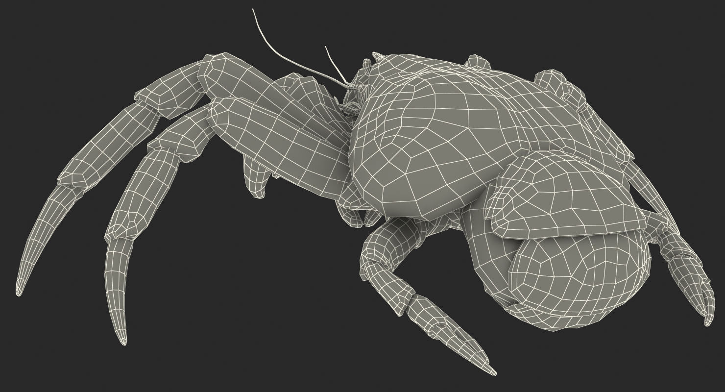 Coconut Crab Rigged 3D model