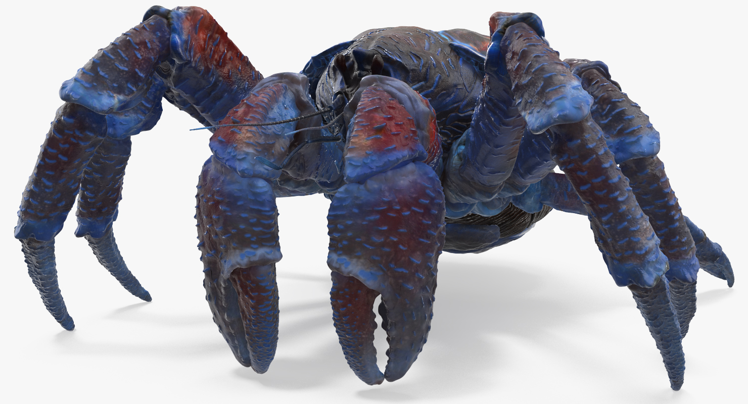 Coconut Crab Rigged 3D model