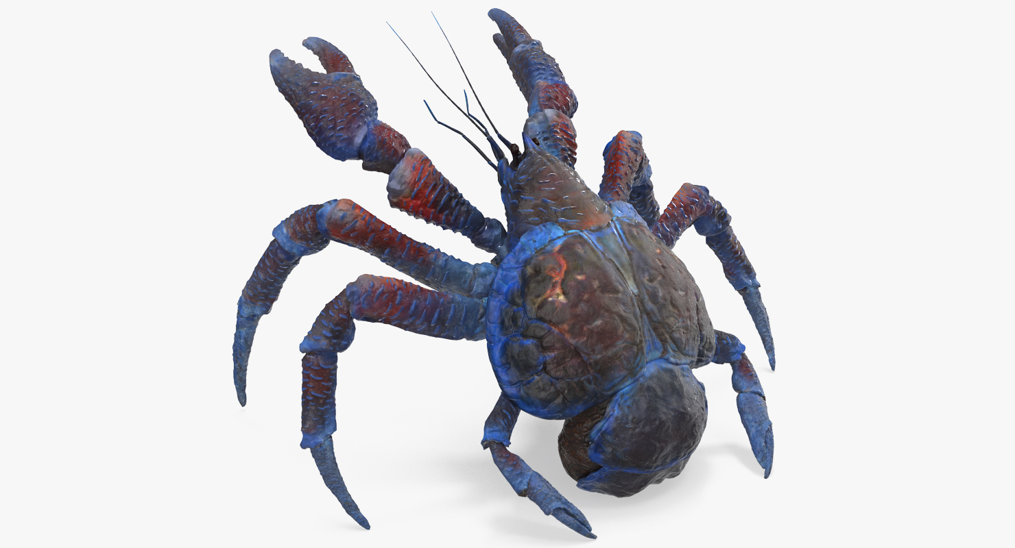 Coconut Crab Rigged 3D model