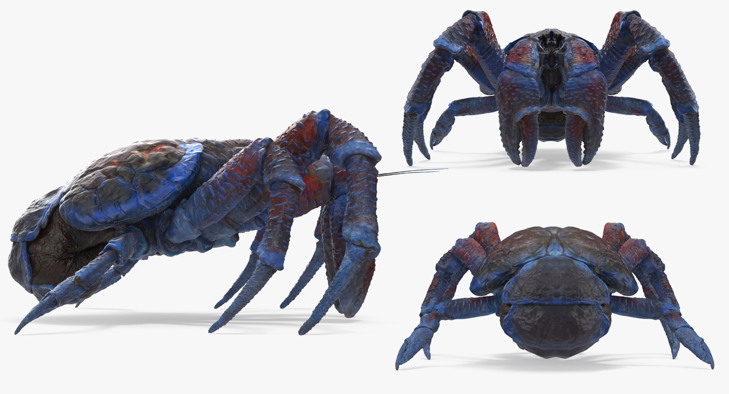 Coconut Crab Rigged 3D model