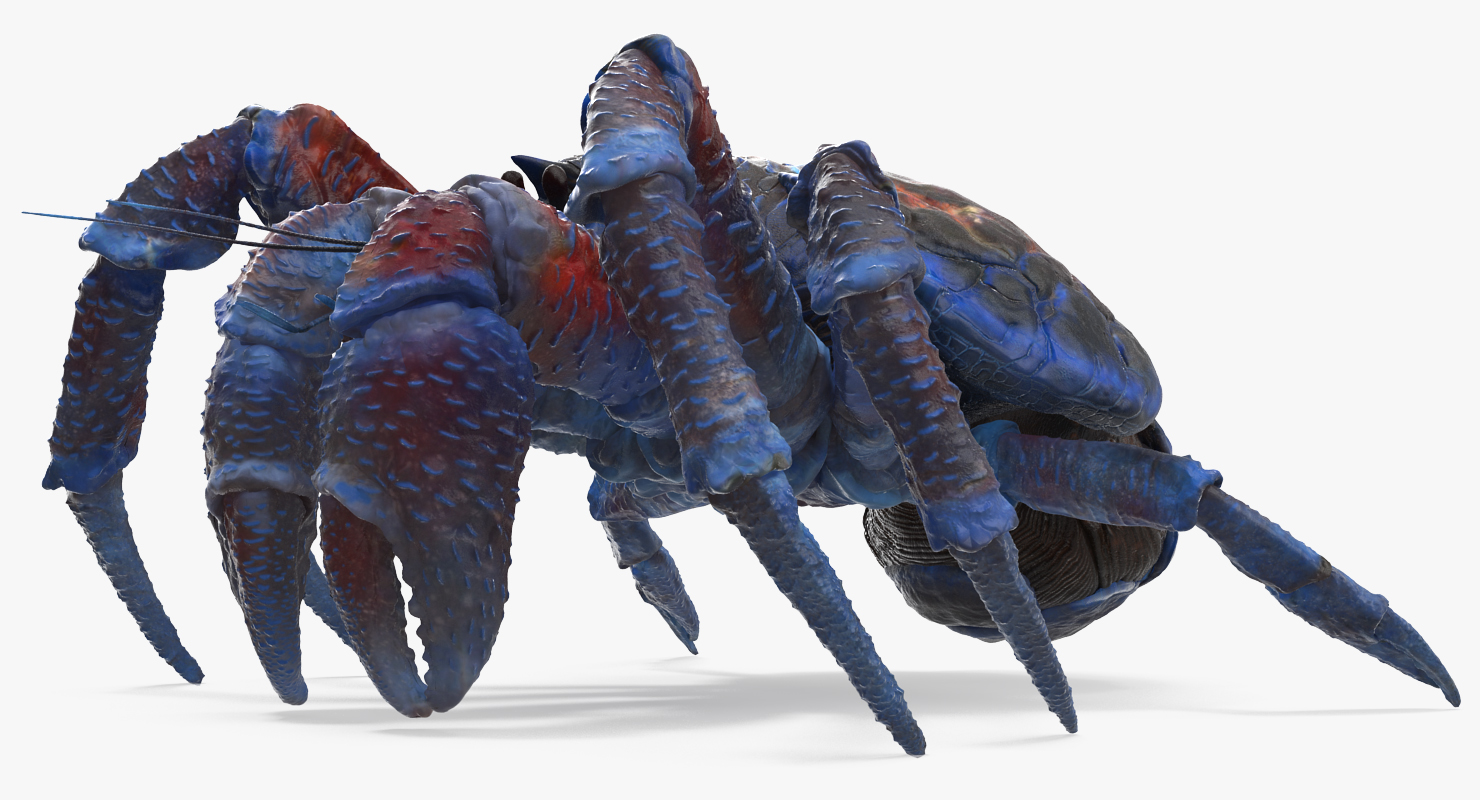 Coconut Crab Rigged 3D model