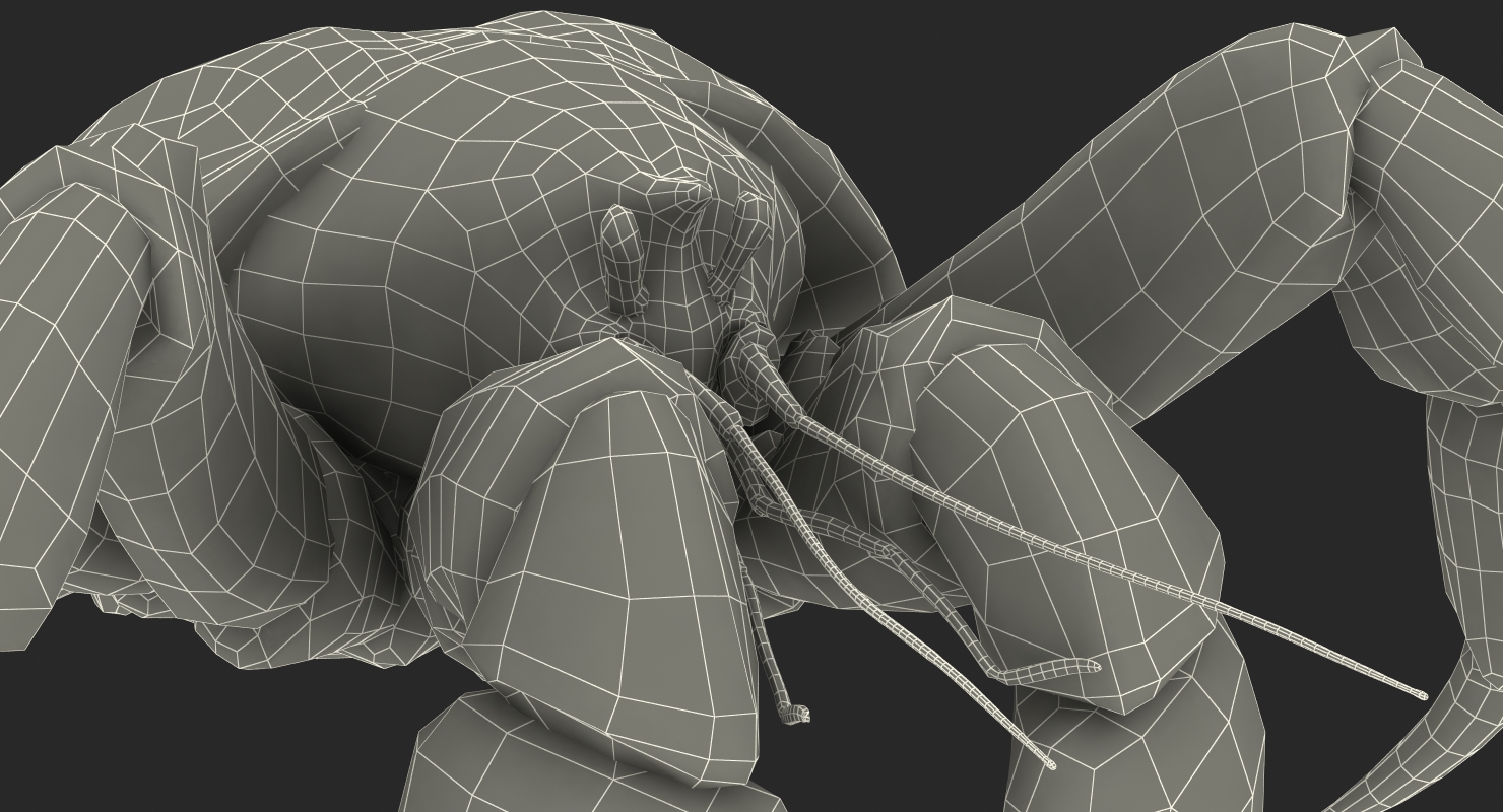 Coconut Crab Rigged 3D model