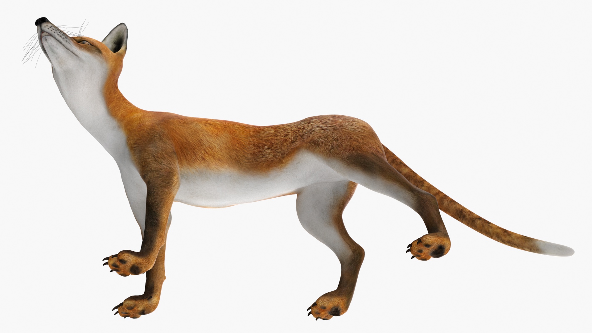 Red Fox Idle Pose 3D