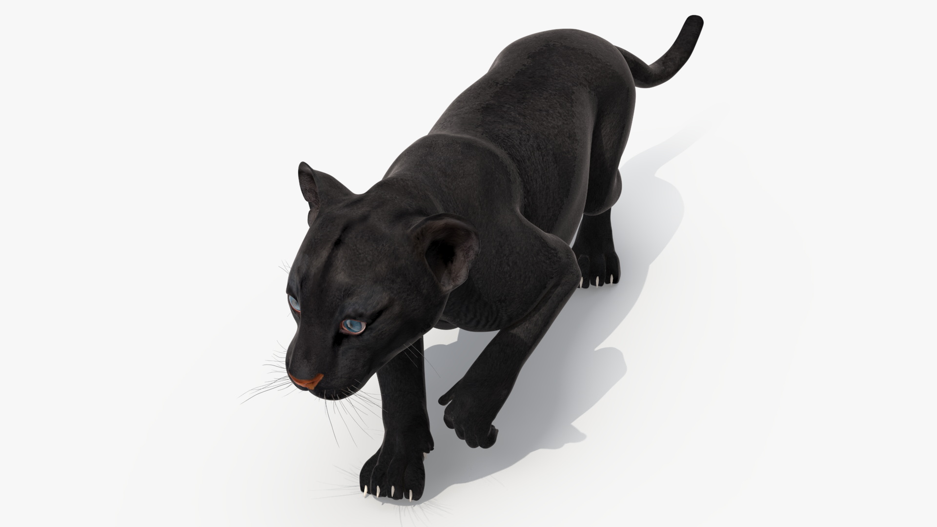 3D Black Panther Cub Sneaking Pose