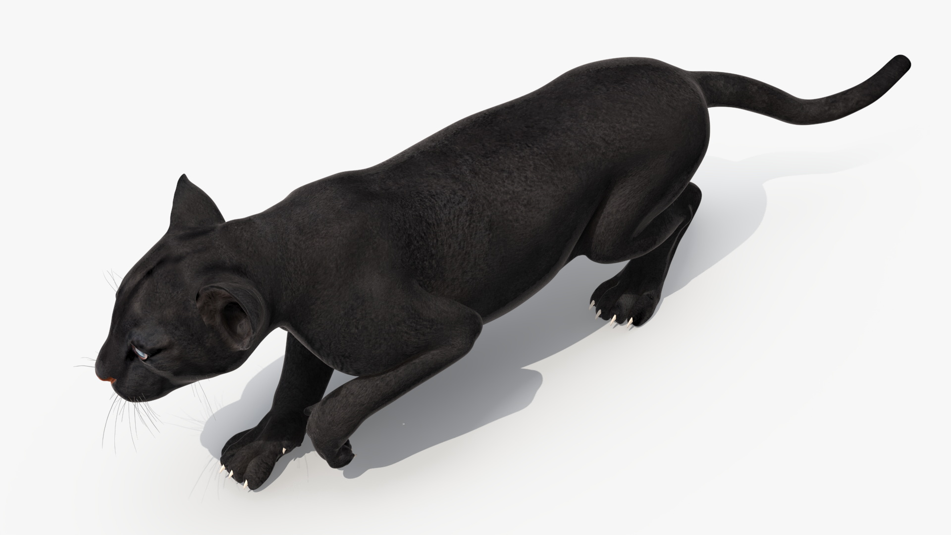 3D Black Panther Cub Sneaking Pose