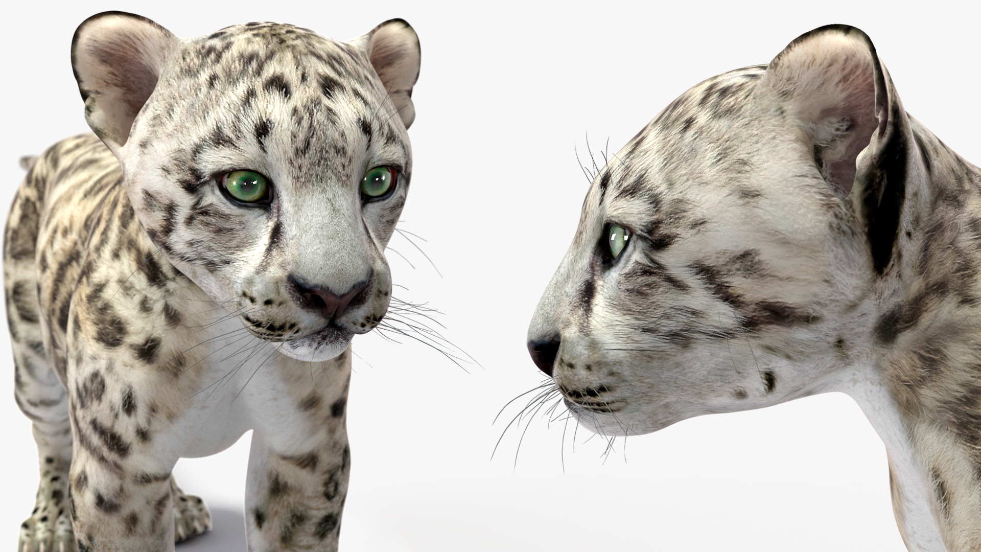 3D Snow Leopard Cub Rigged model