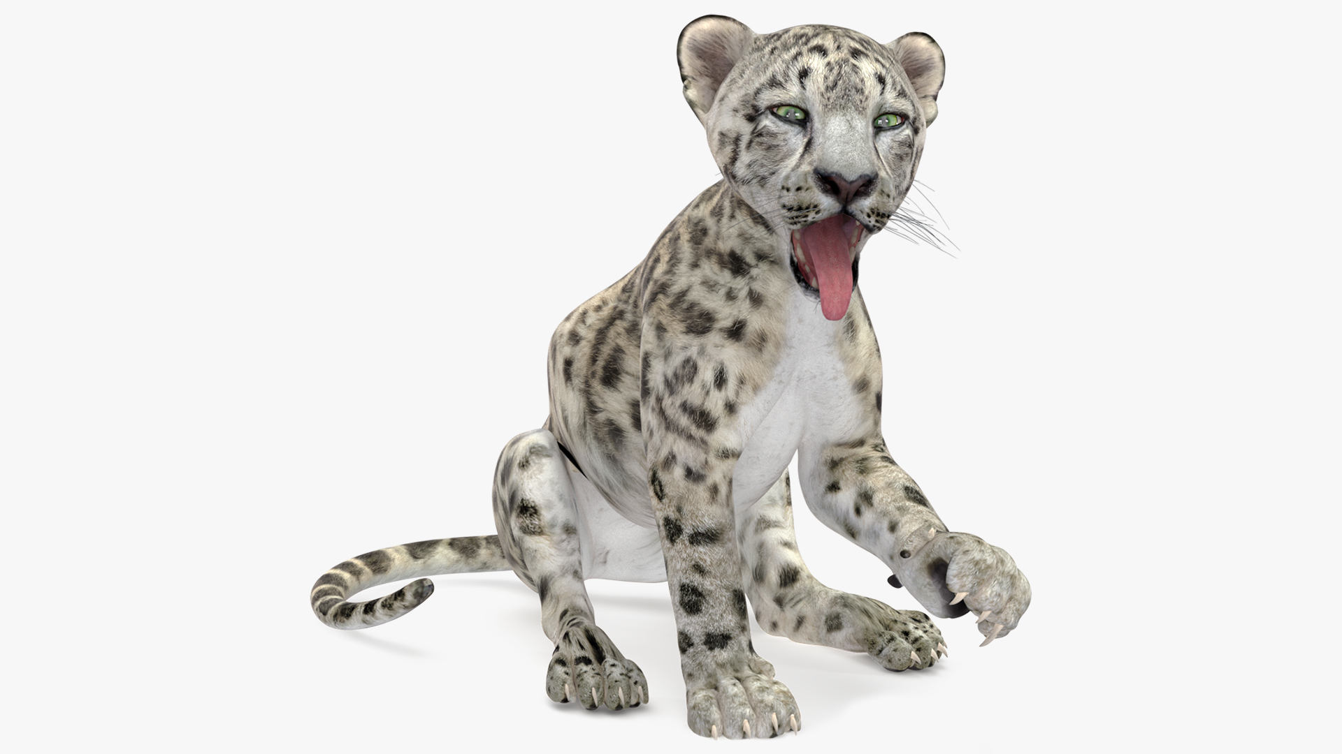 3D Snow Leopard Cub Rigged model