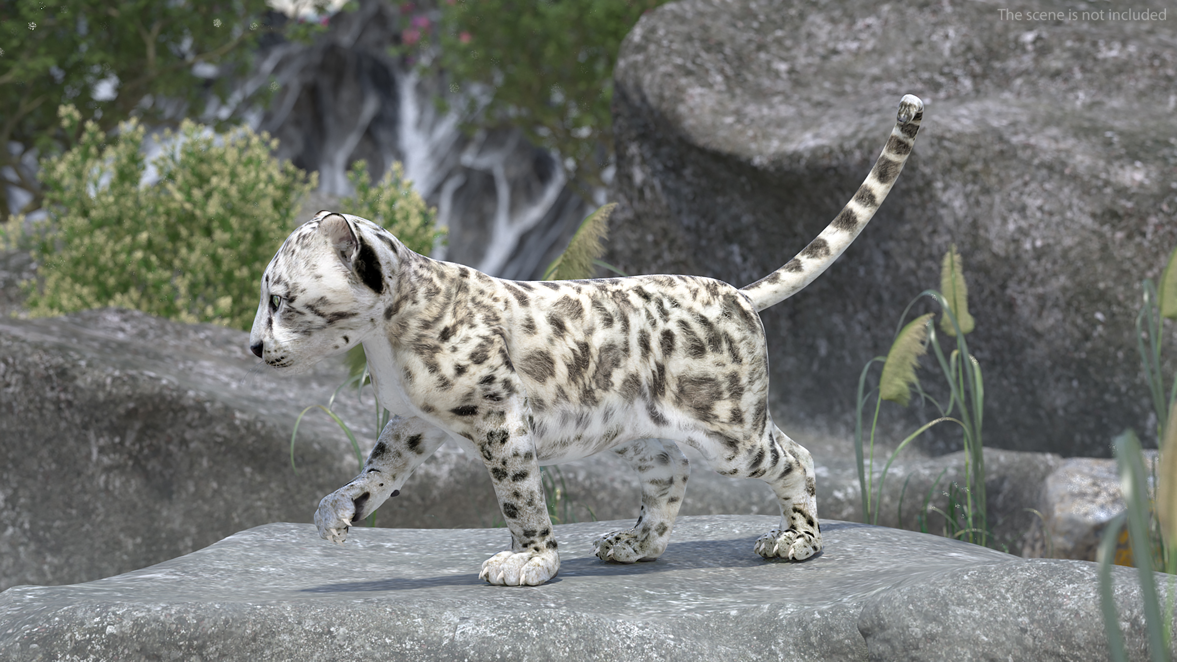 3D Snow Leopard Cub Rigged model