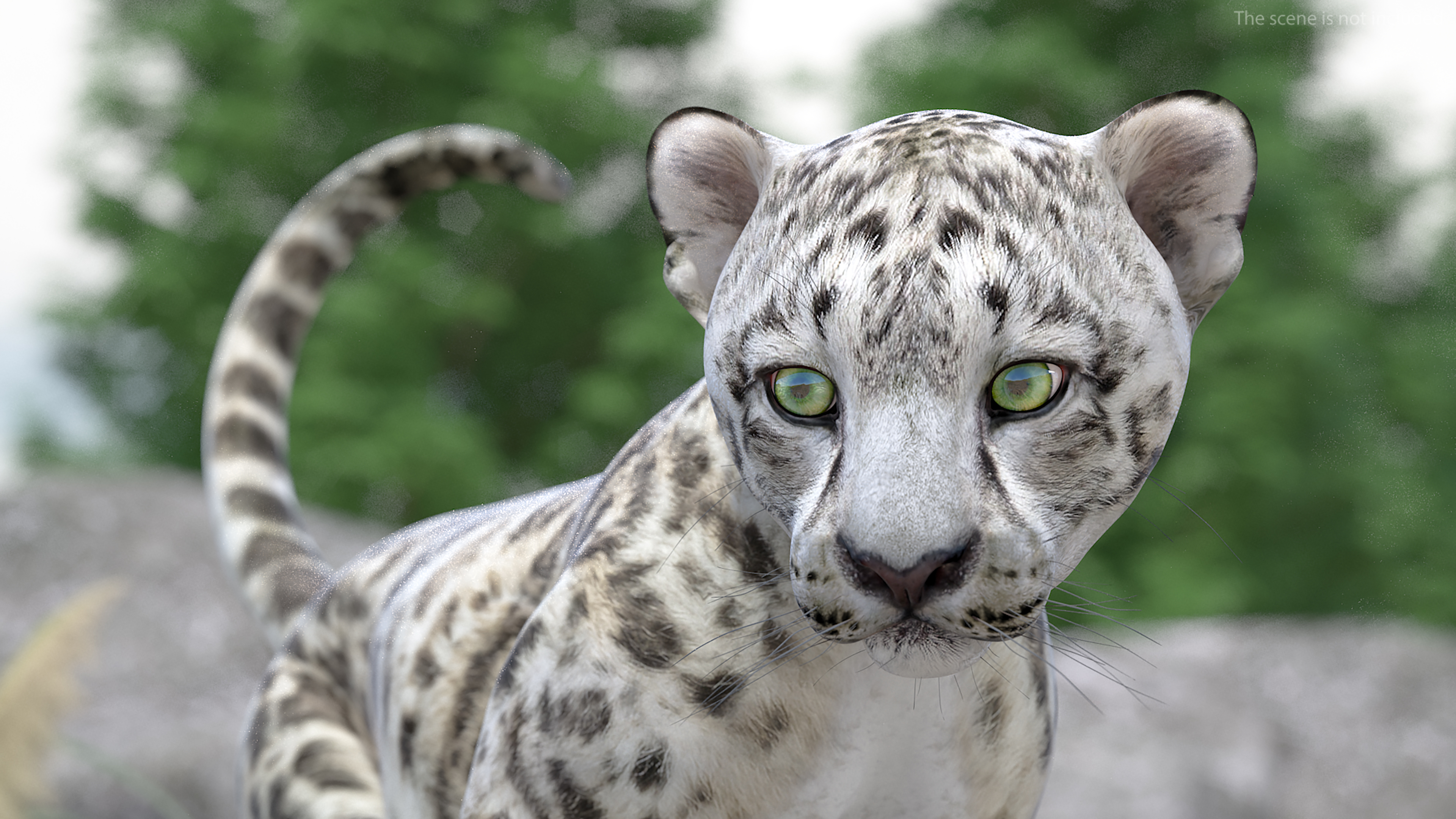 3D Snow Leopard Cub Rigged model