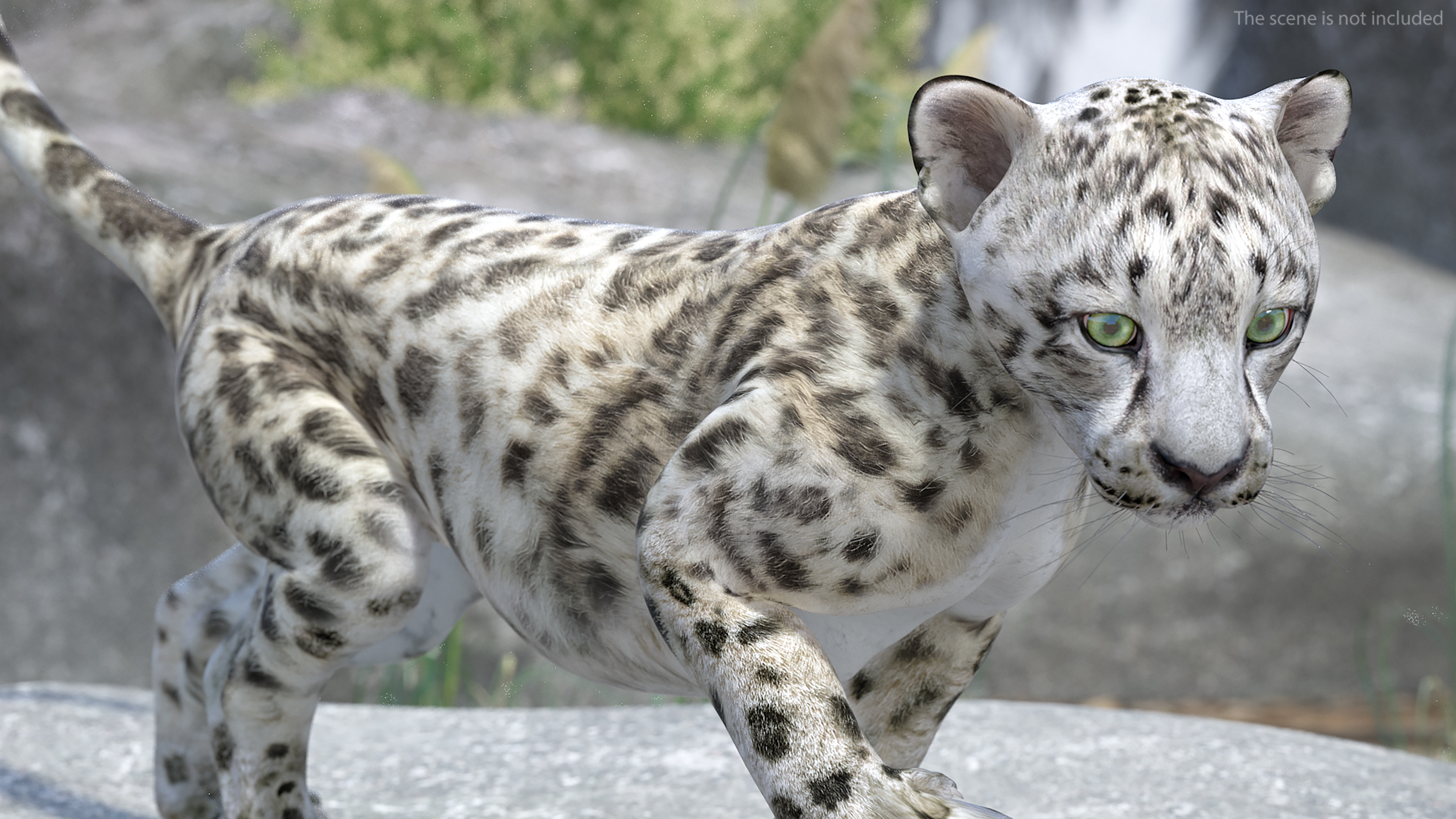 3D Snow Leopard Cub Rigged model