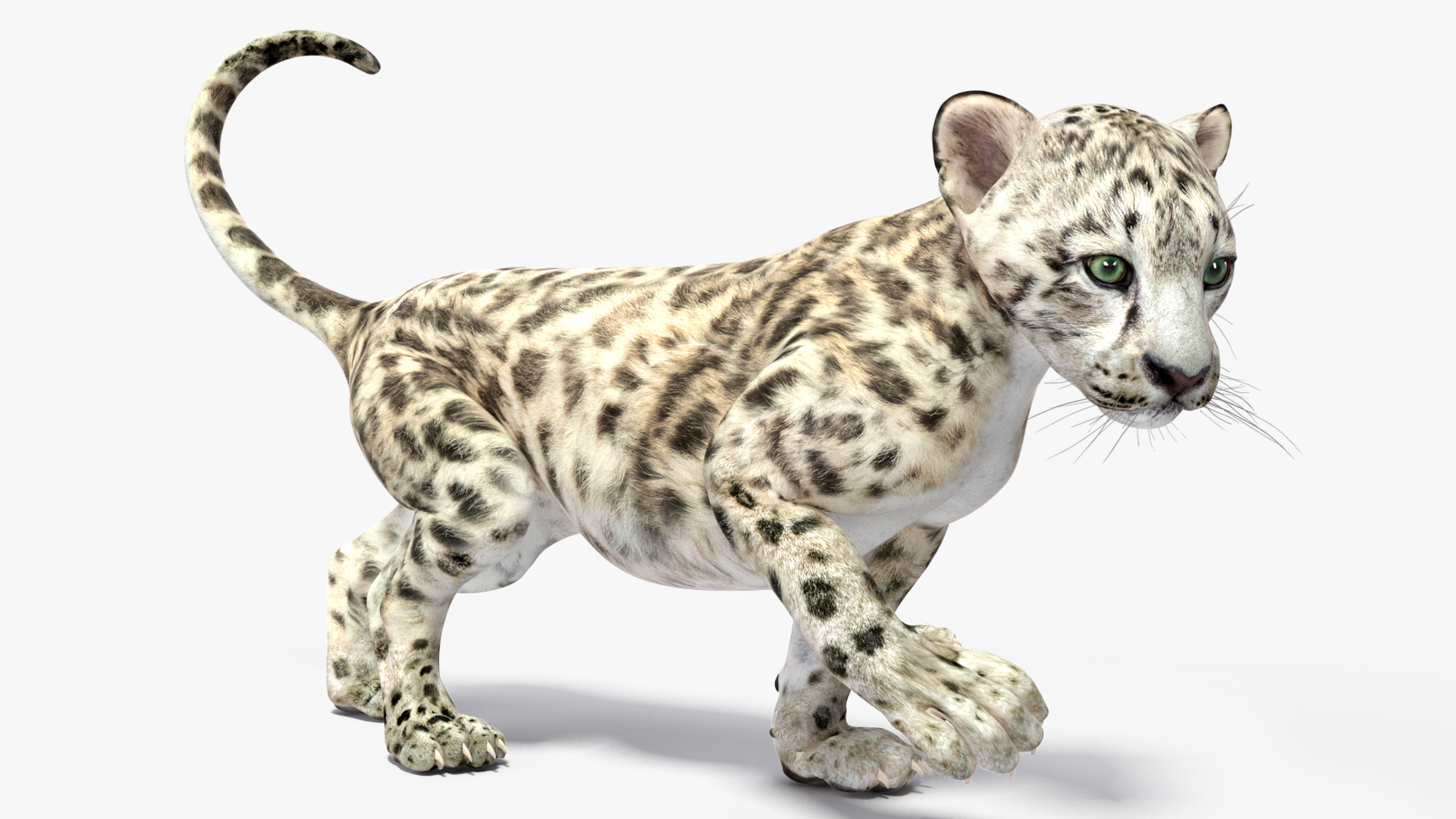 3D Snow Leopard Cub Rigged model