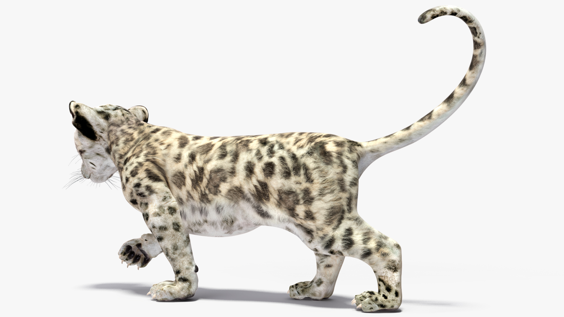 3D Snow Leopard Cub Rigged model