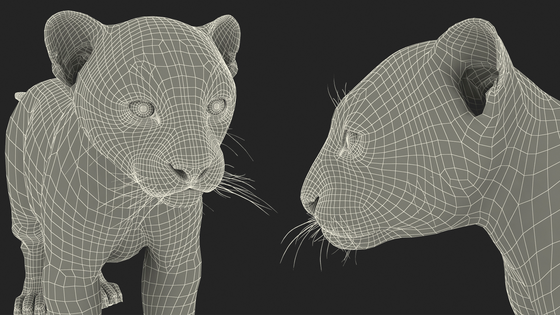 3D Snow Leopard Cub Rigged model