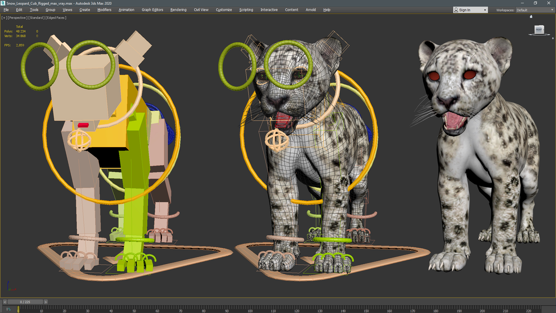 3D Snow Leopard Cub Rigged model