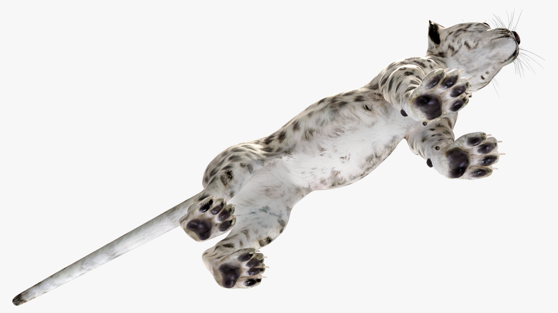 3D Snow Leopard Cub Rigged model