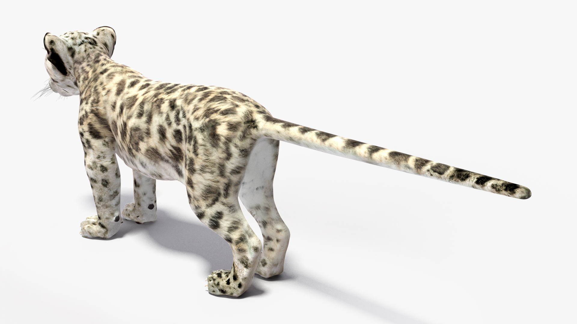 3D Snow Leopard Cub Rigged model