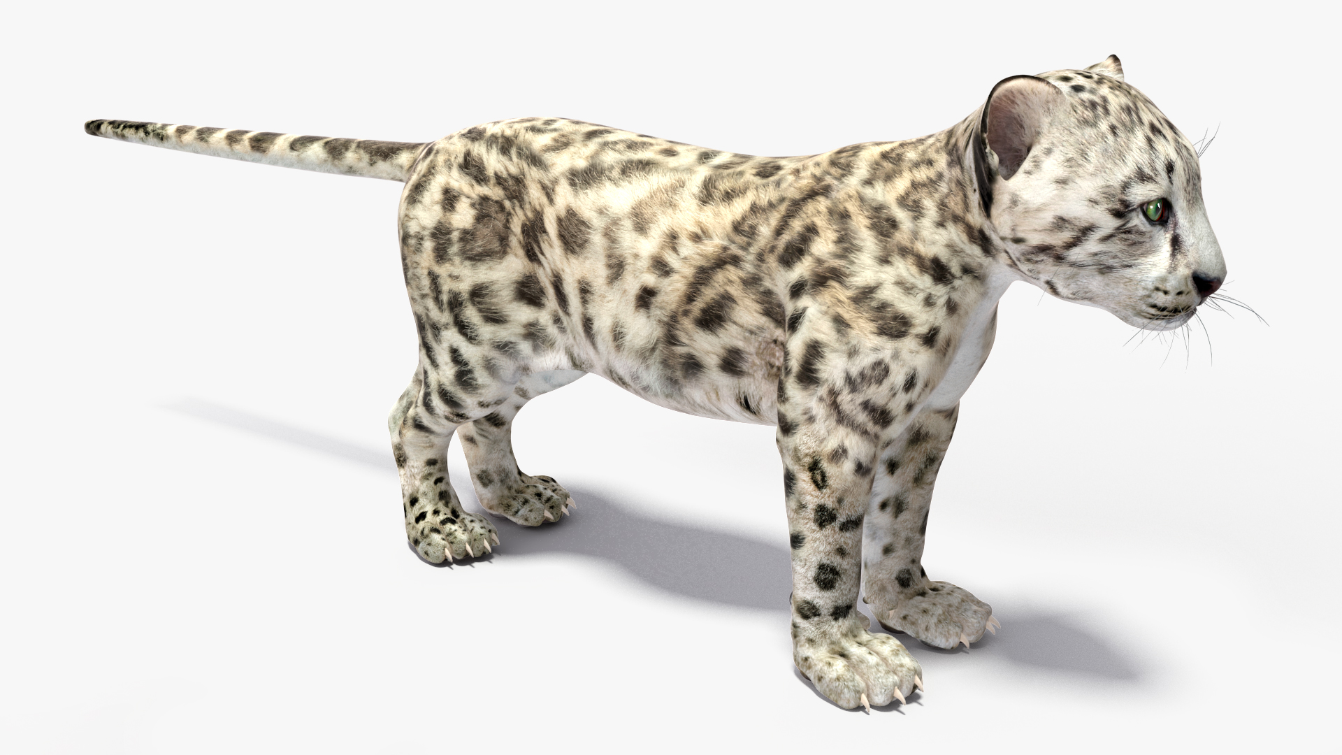 3D Snow Leopard Cub Rigged model