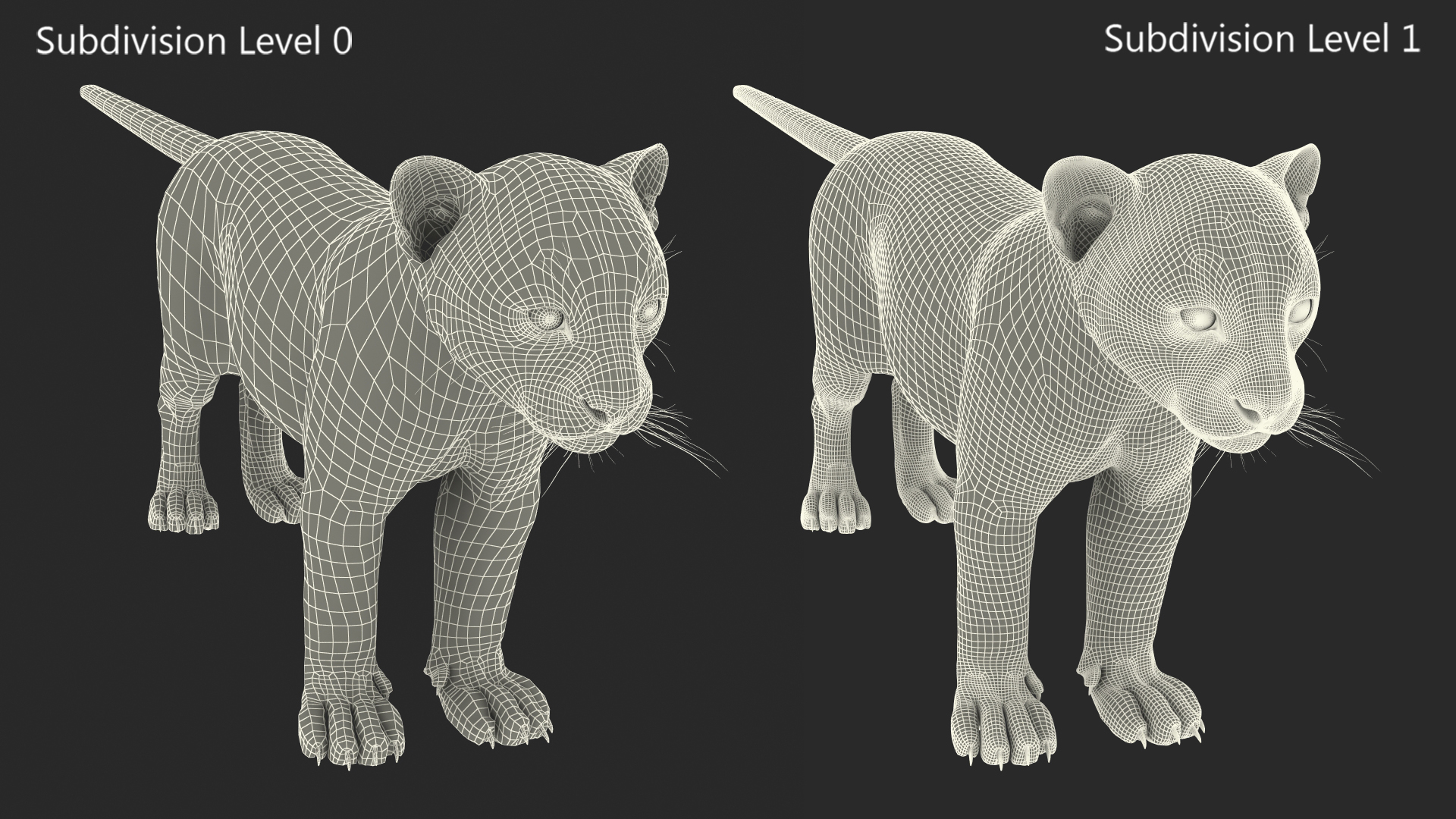 3D Snow Leopard Cub Rigged model