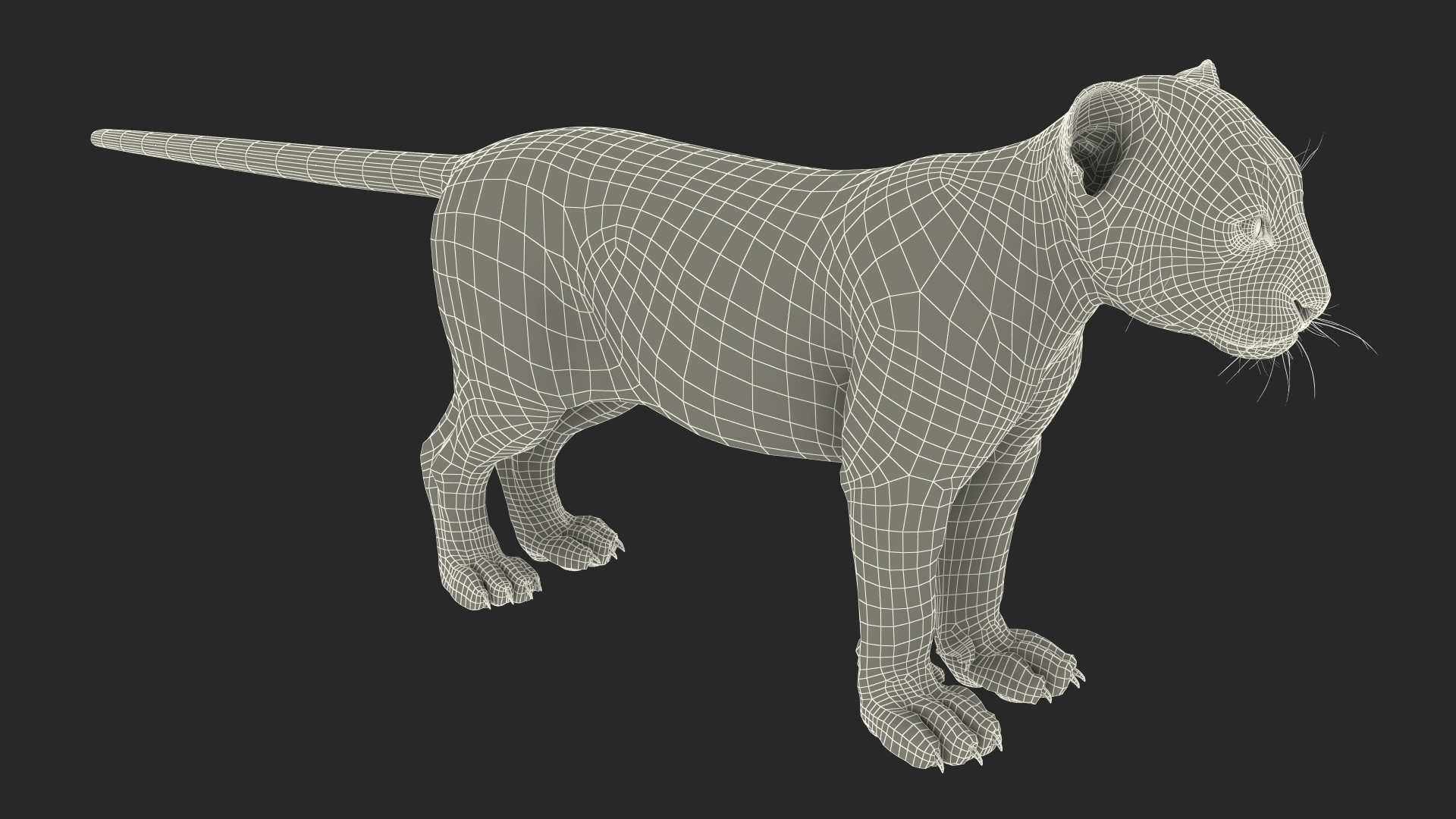 3D Snow Leopard Cub Rigged model