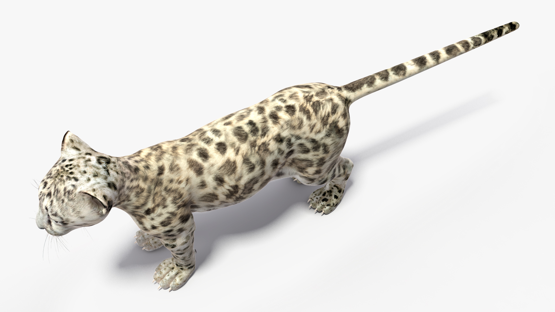 3D Snow Leopard Cub Rigged model