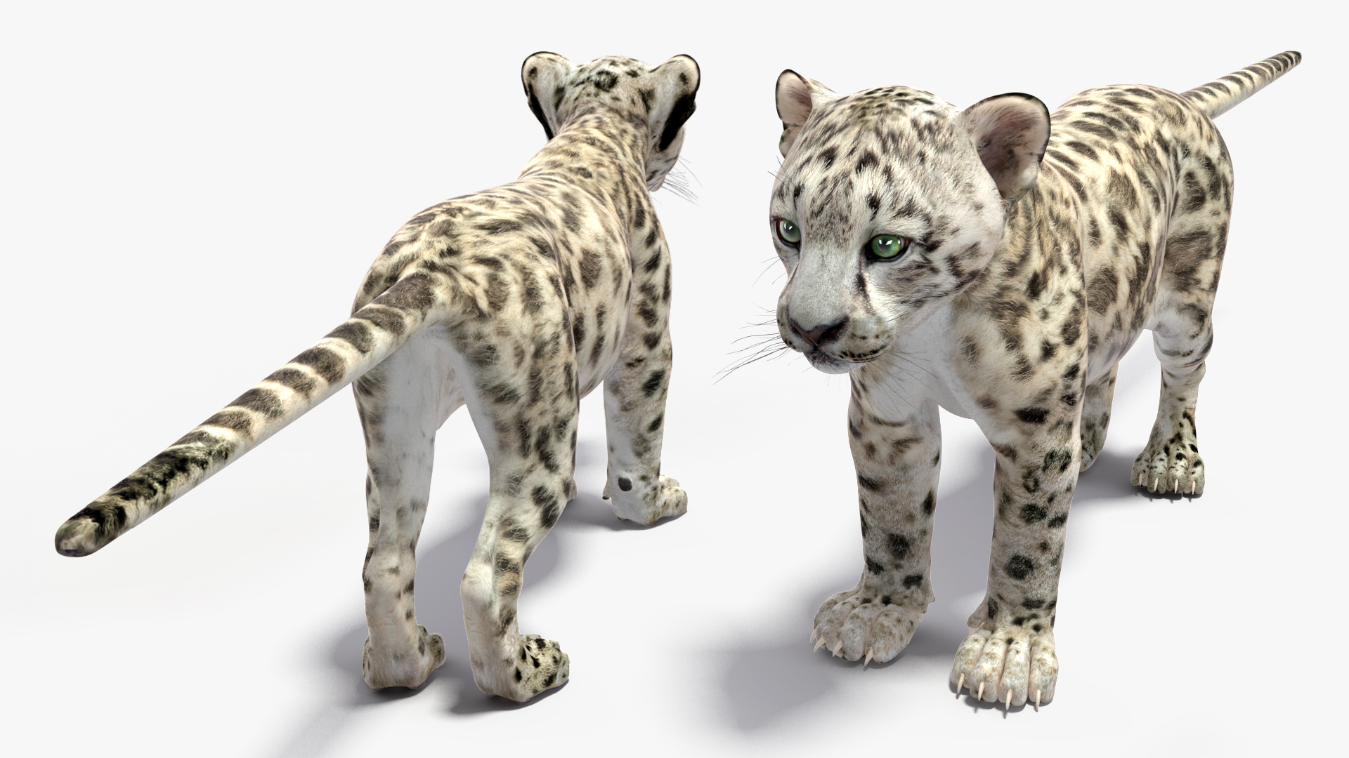 3D Snow Leopard Cub Rigged model