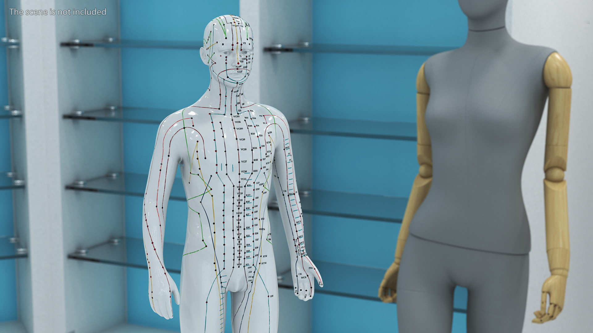 3D Male Acupuncture Mannequin