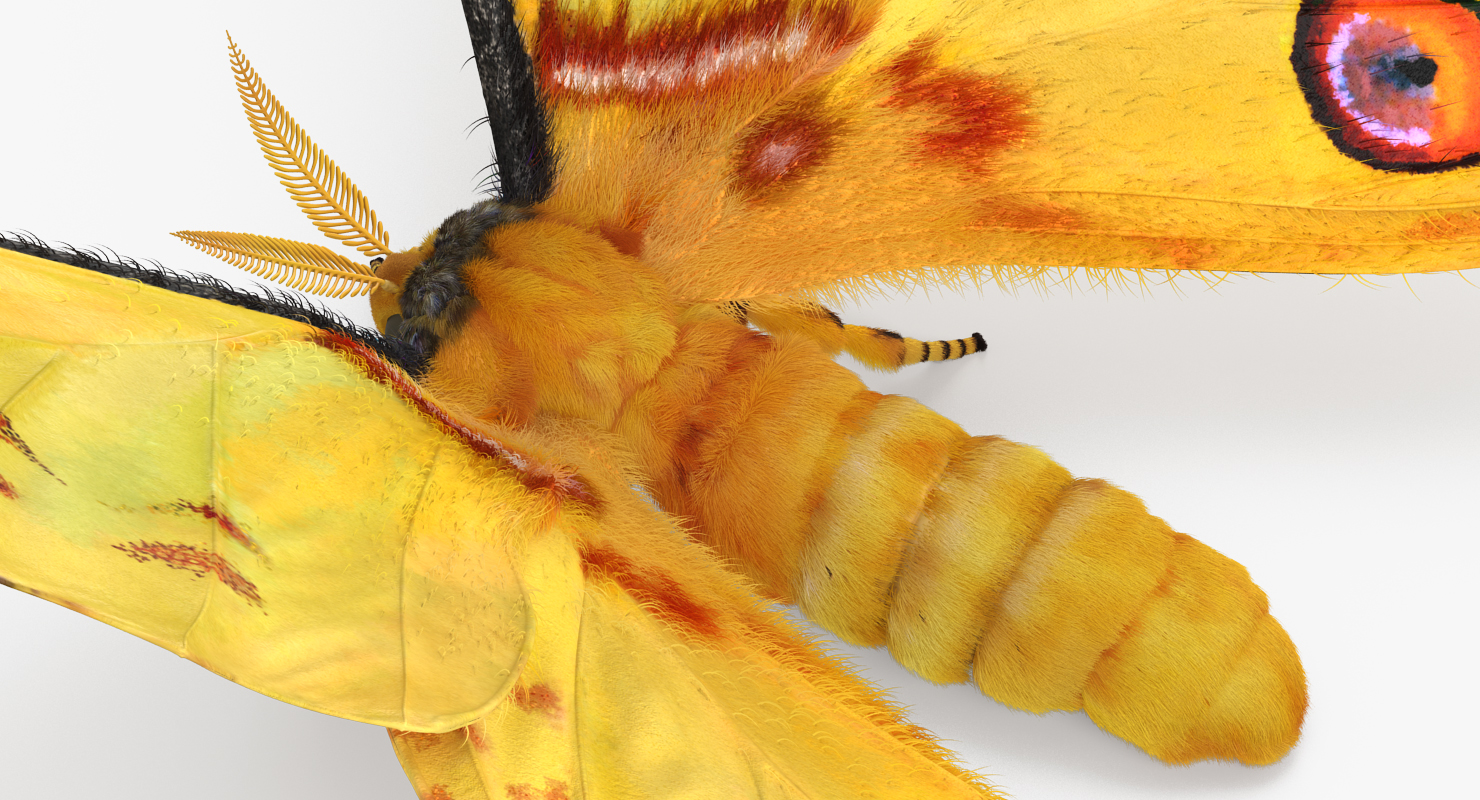 Madagascan Moon Moth with Fur 3D model