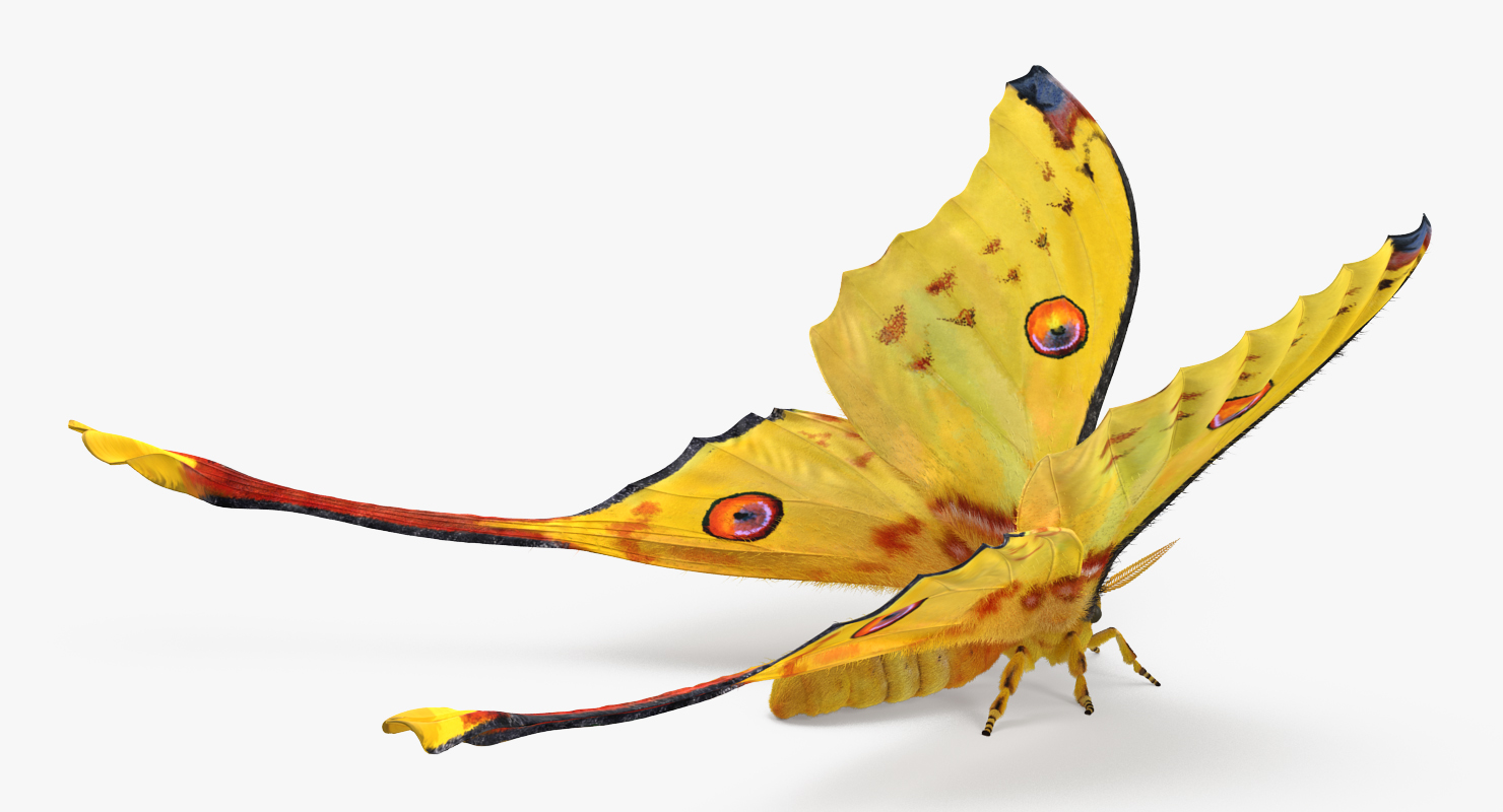 Madagascan Moon Moth with Fur 3D model