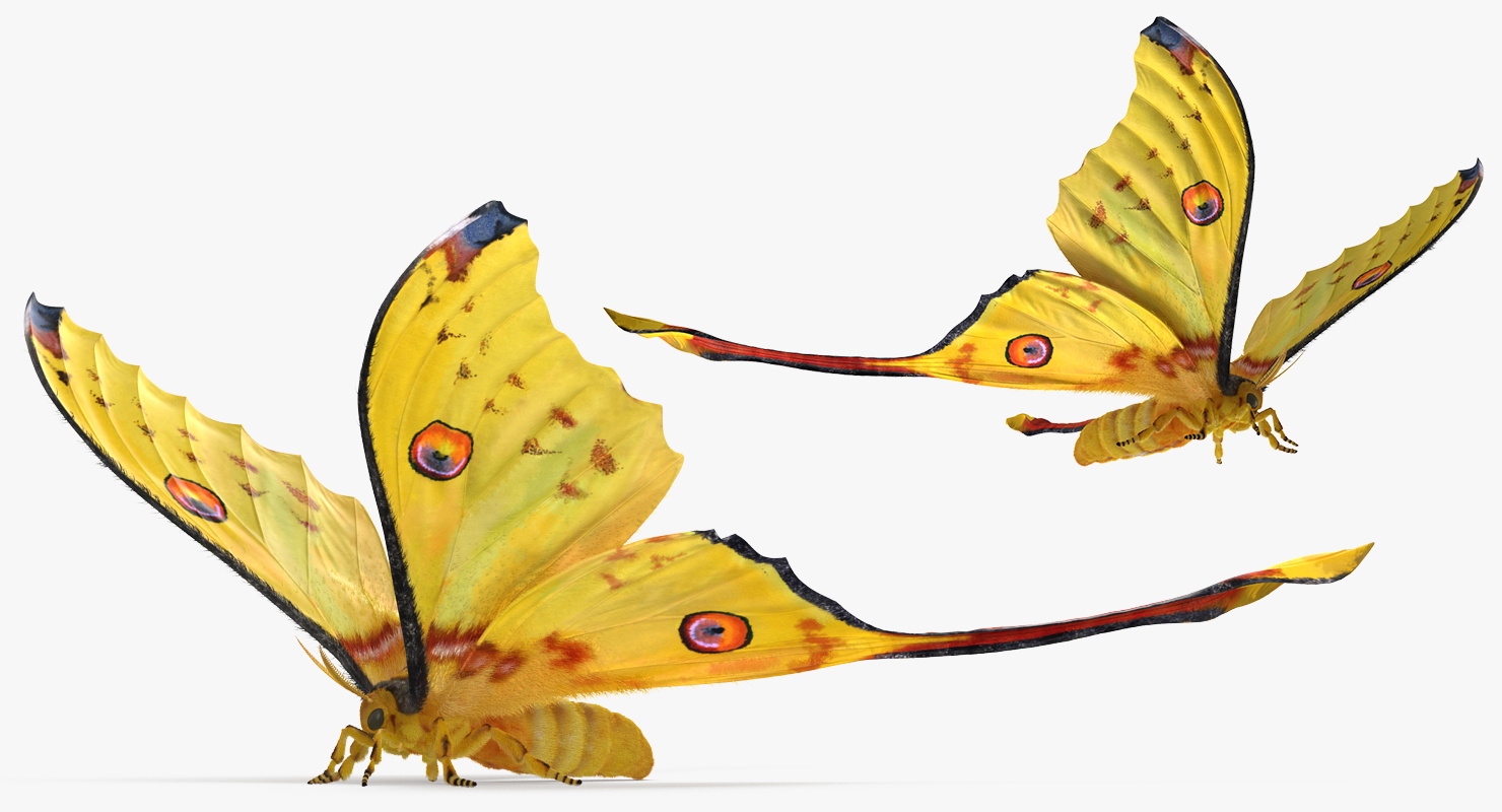 Madagascan Moon Moth with Fur 3D model