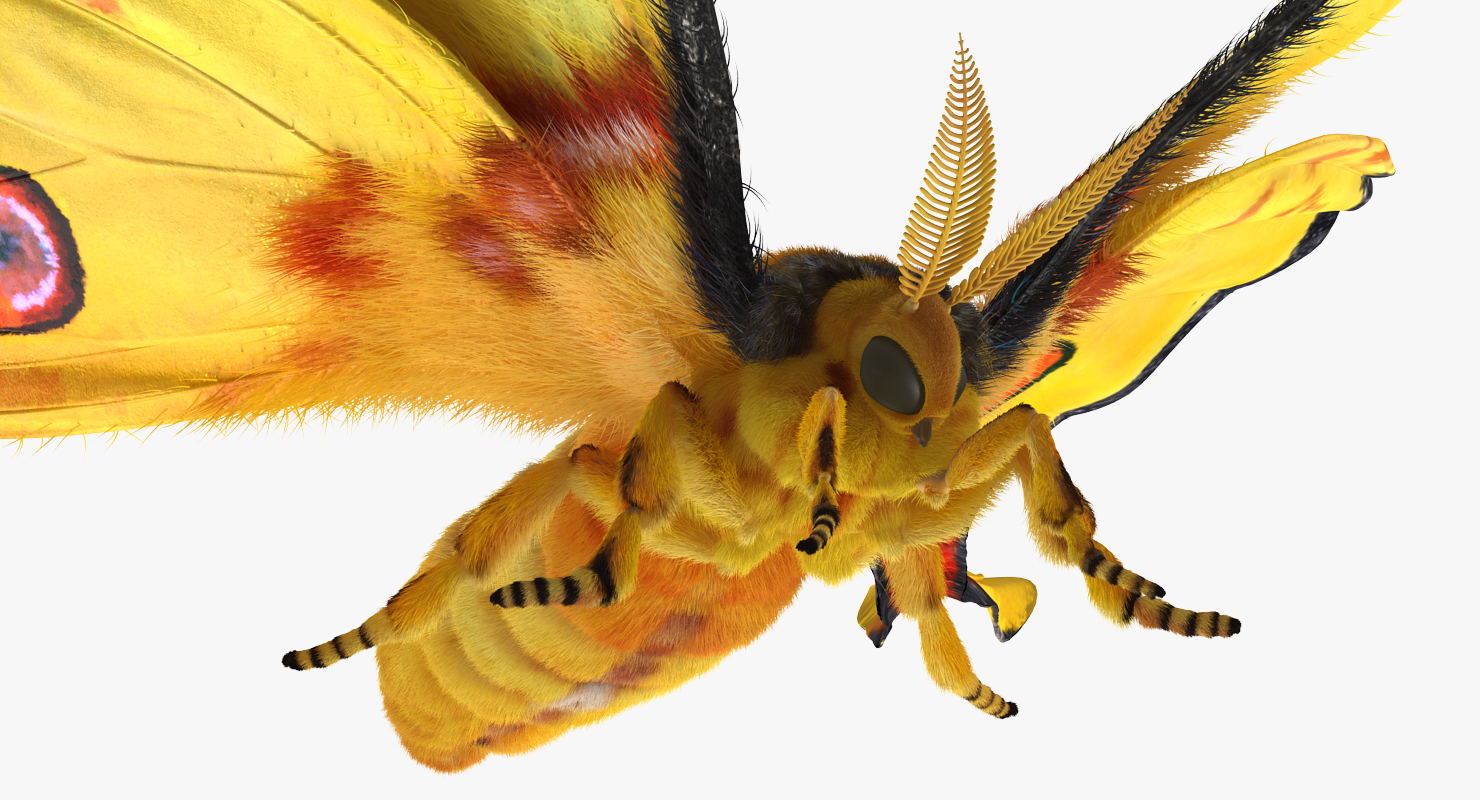 Madagascan Moon Moth with Fur 3D model