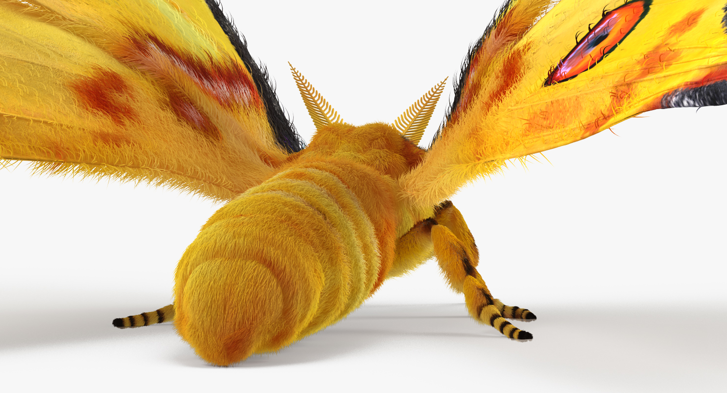 Madagascan Moon Moth with Fur 3D model