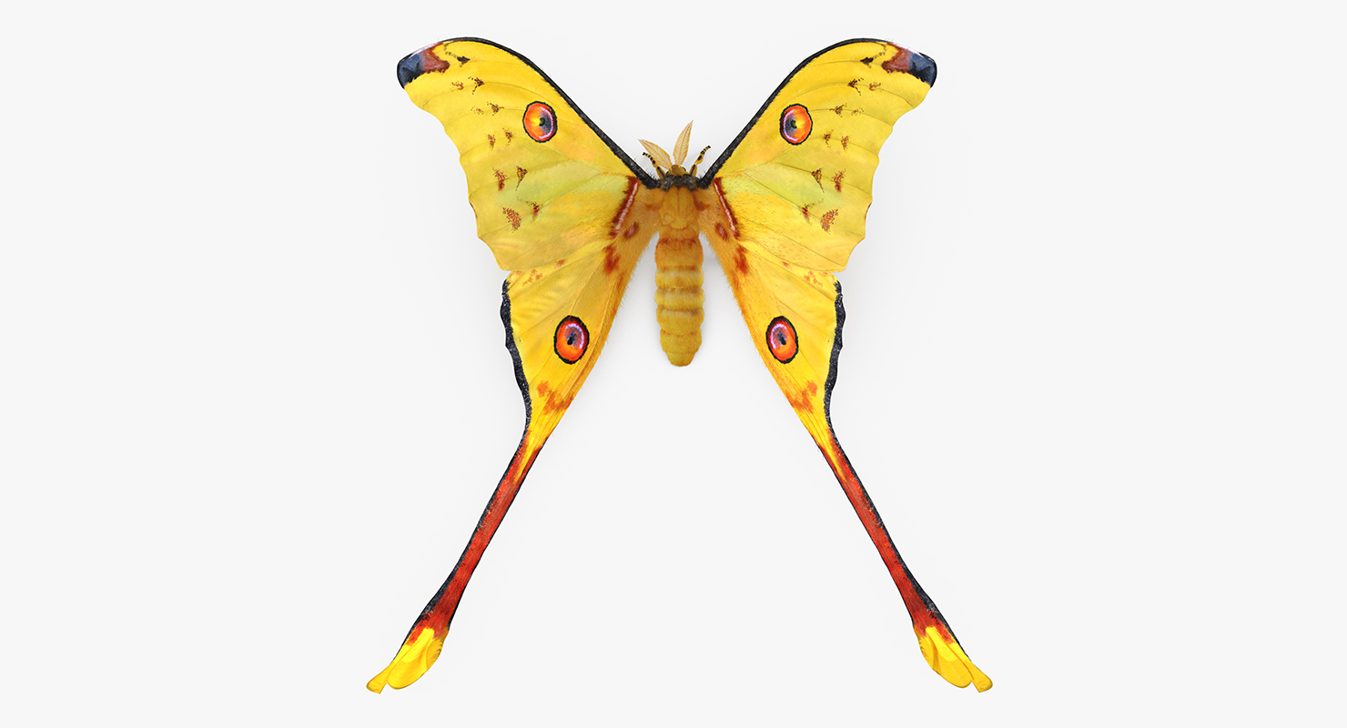 Madagascan Moon Moth with Fur 3D model