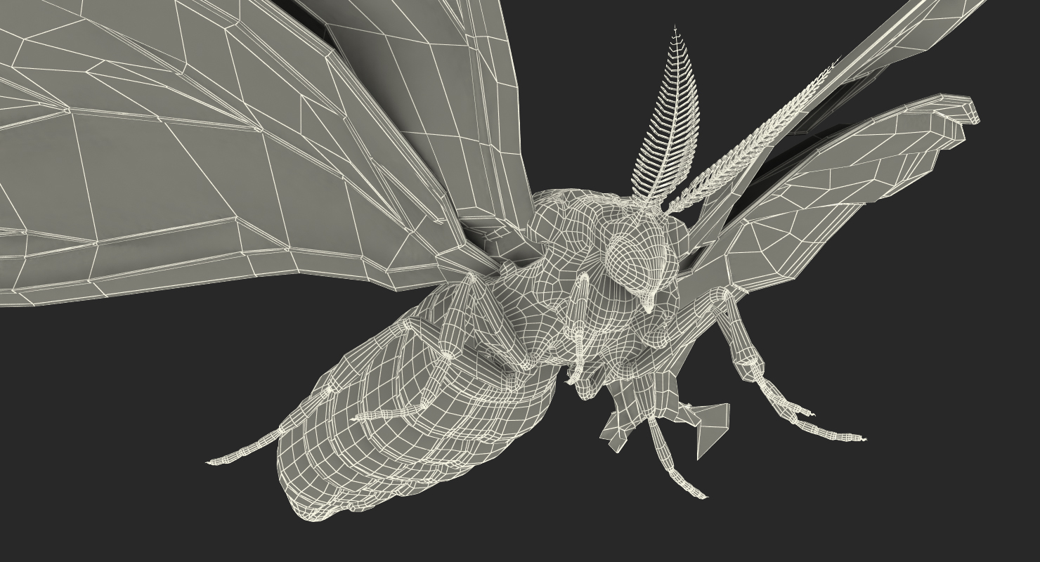 Madagascan Moon Moth with Fur 3D model