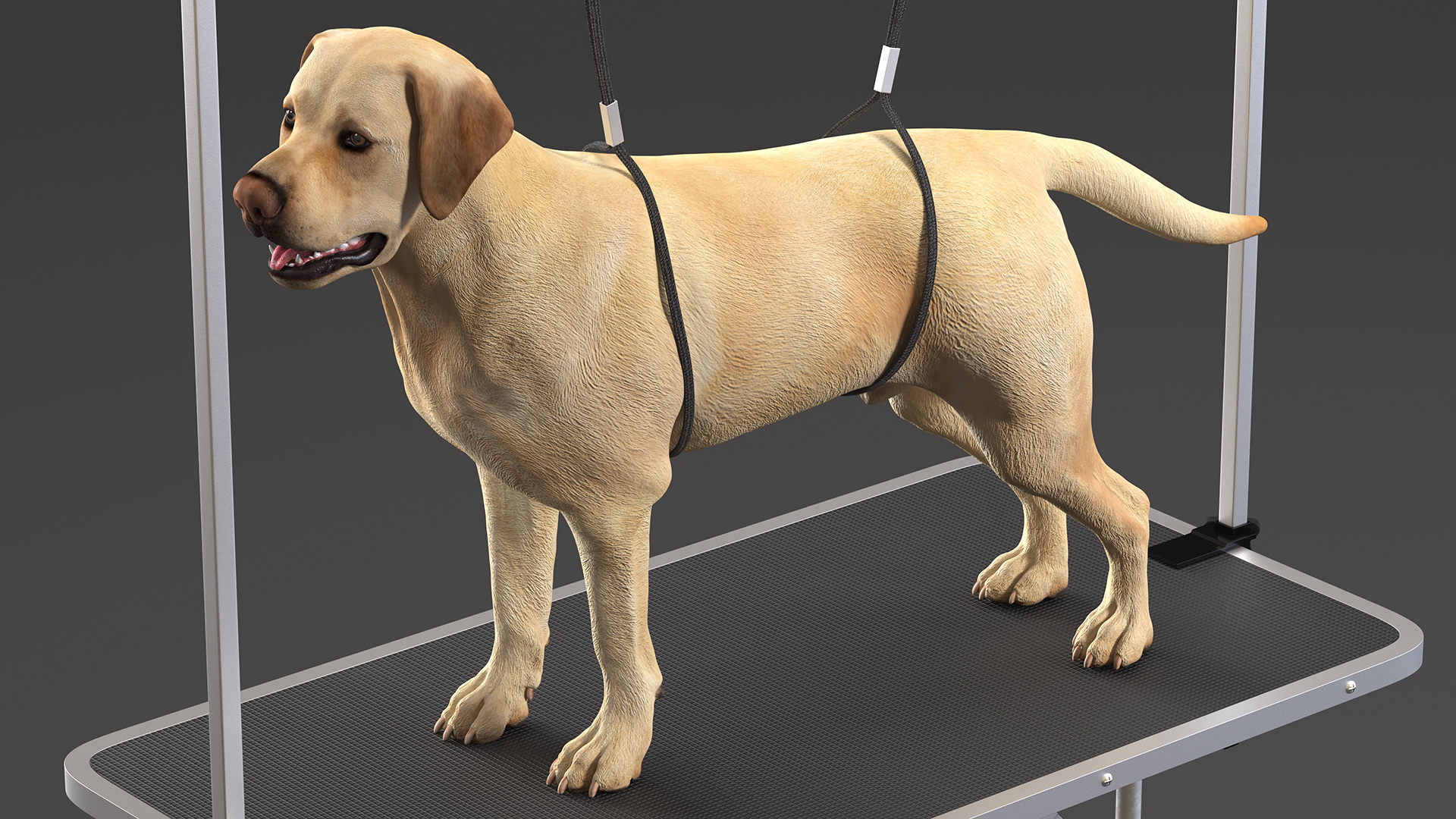 3D Grooming Table with Dog model