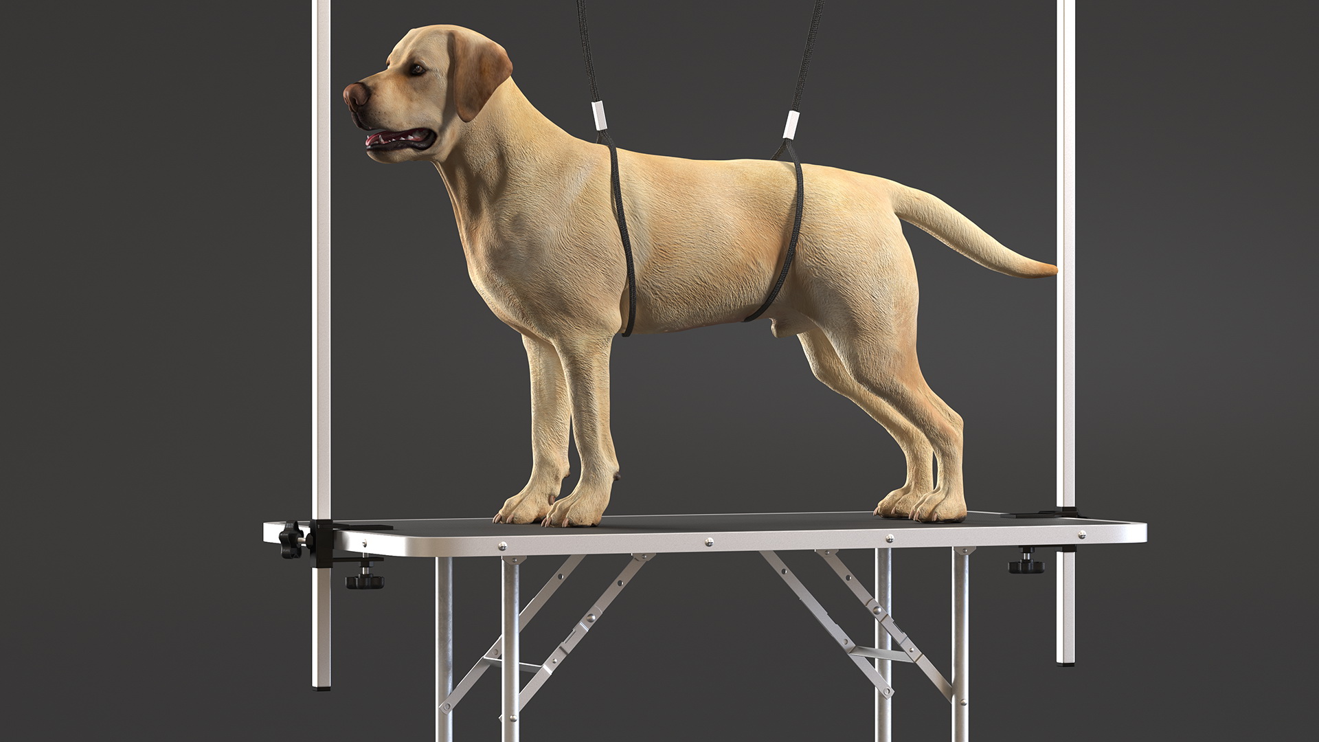 3D Grooming Table with Dog model