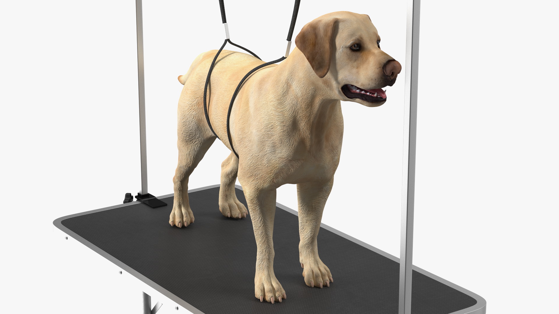 3D Grooming Table with Dog model