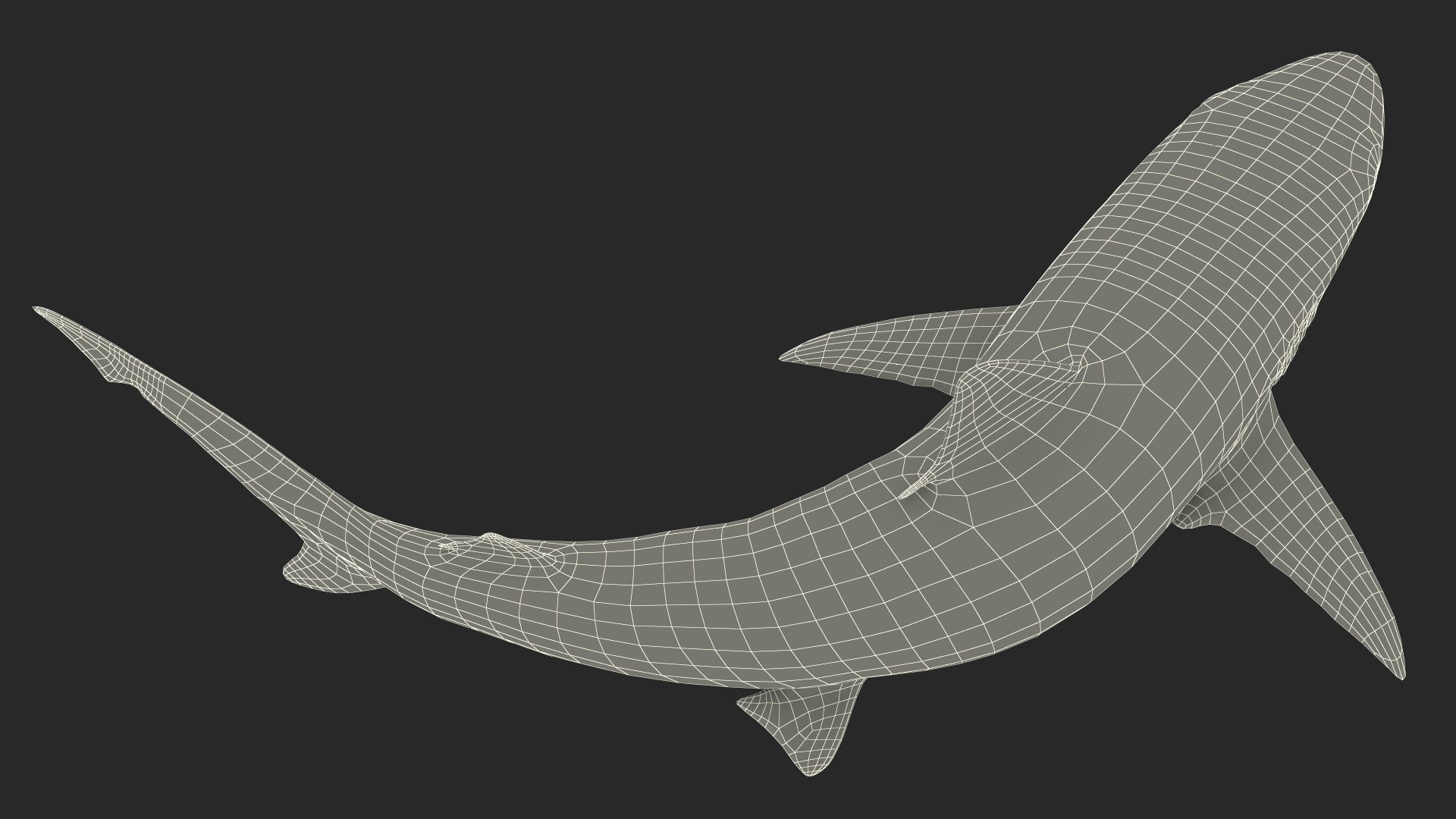 Smalltail Shark or Carcharhinus Porosus 3D model