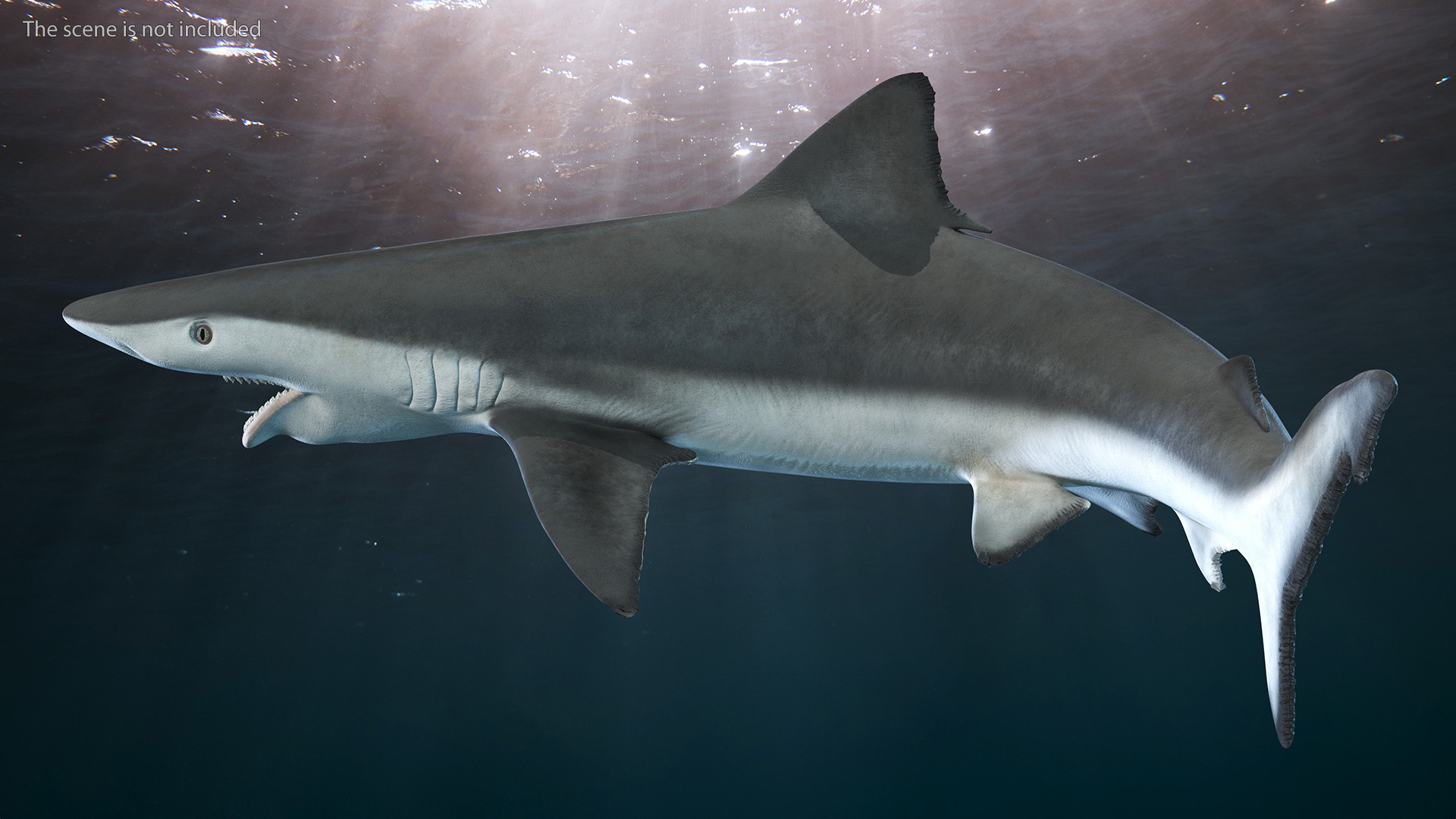 Smalltail Shark or Carcharhinus Porosus 3D model