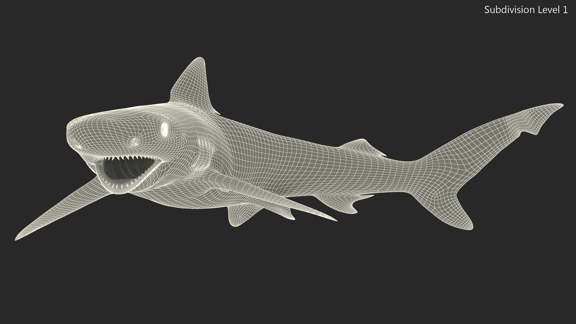 Smalltail Shark or Carcharhinus Porosus 3D model