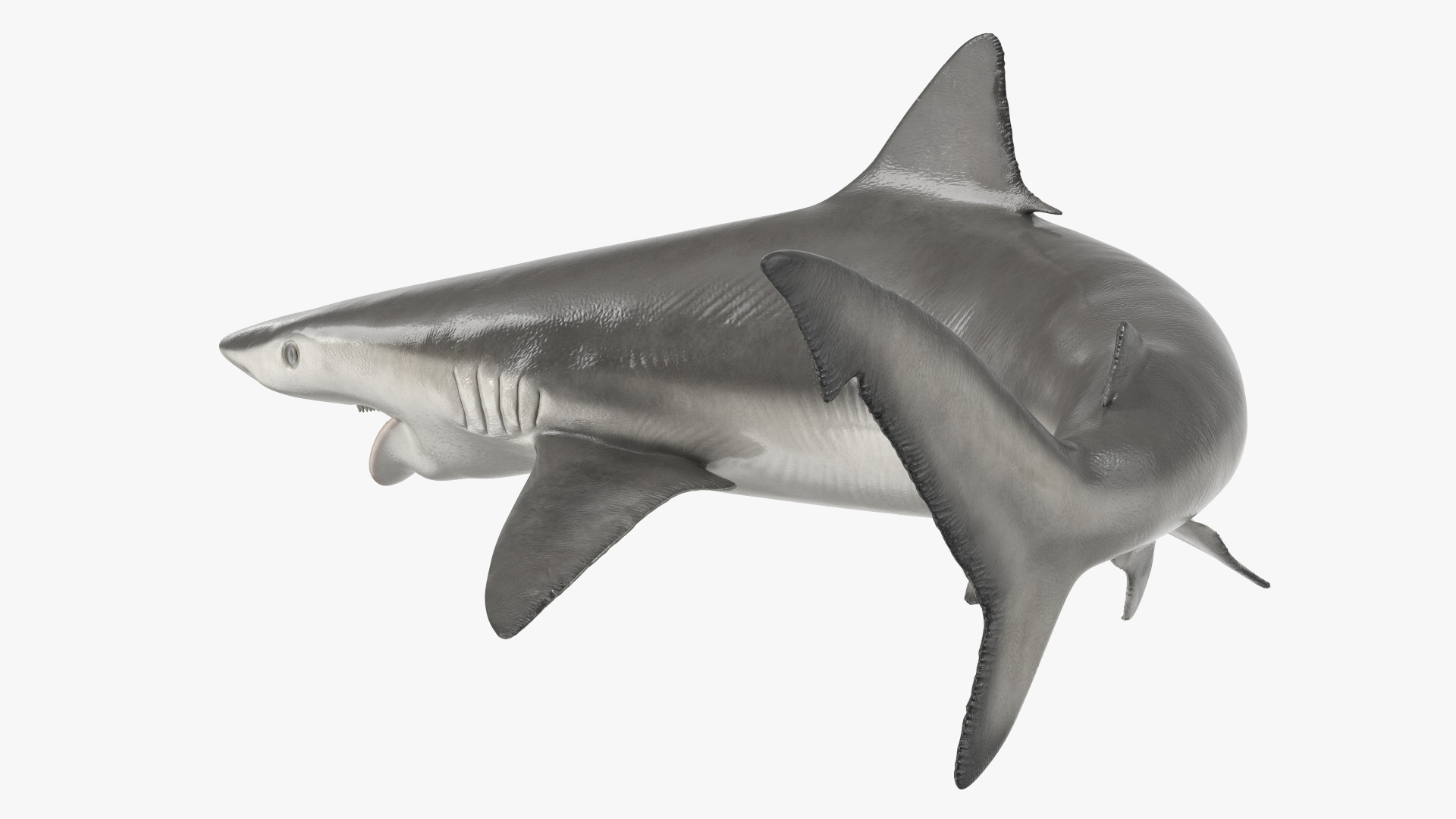 Smalltail Shark or Carcharhinus Porosus 3D model