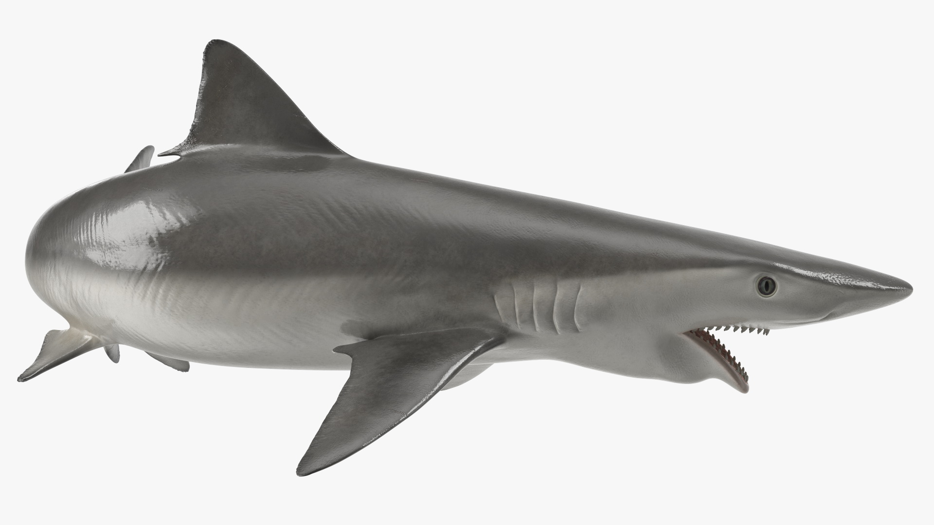 Smalltail Shark or Carcharhinus Porosus 3D model