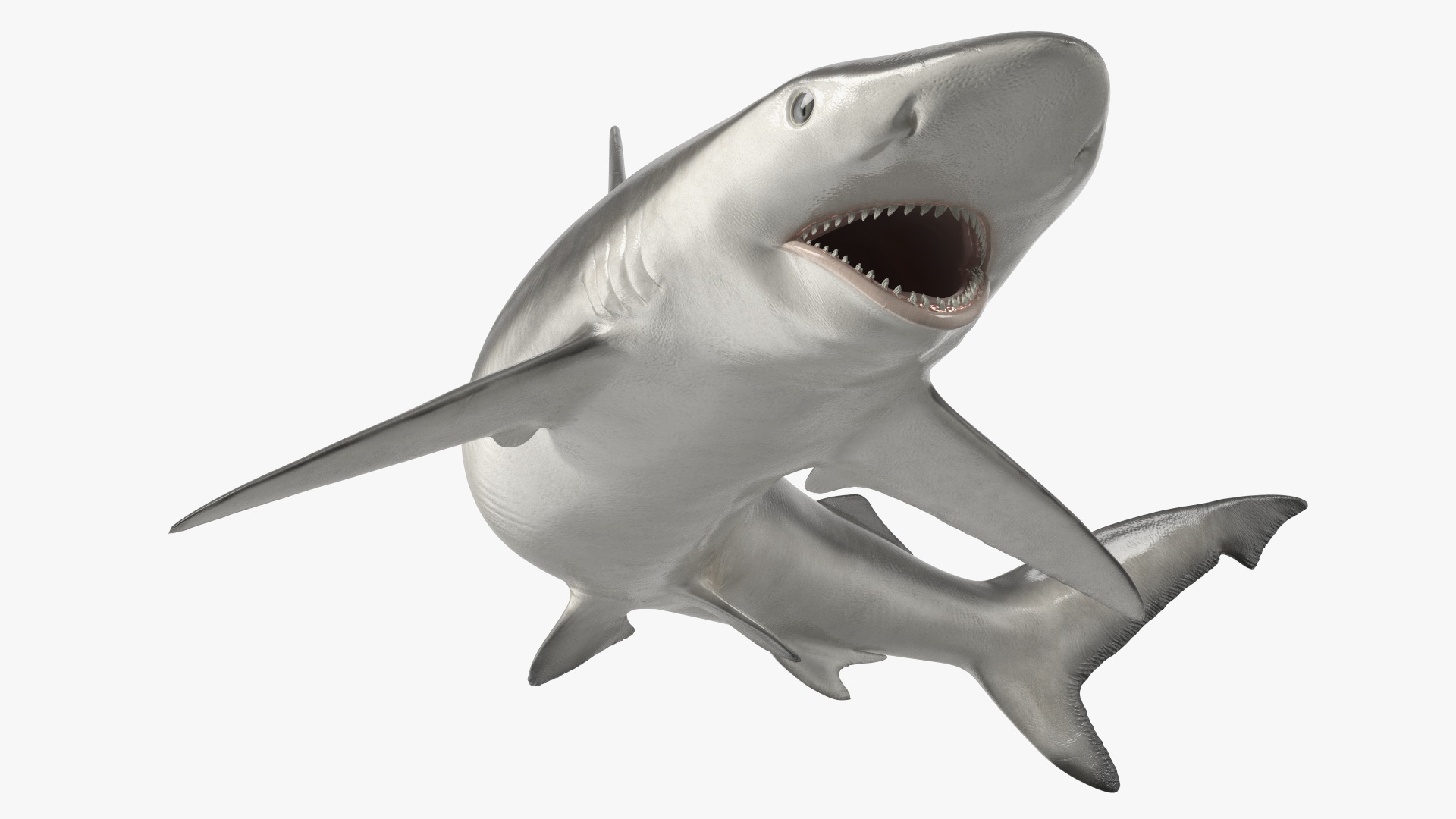 Smalltail Shark or Carcharhinus Porosus 3D model