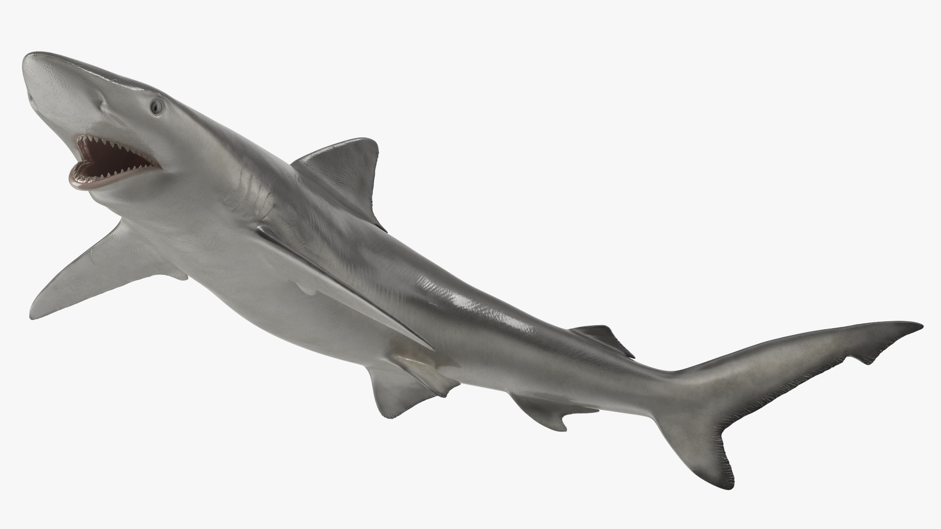 Smalltail Shark or Carcharhinus Porosus 3D model